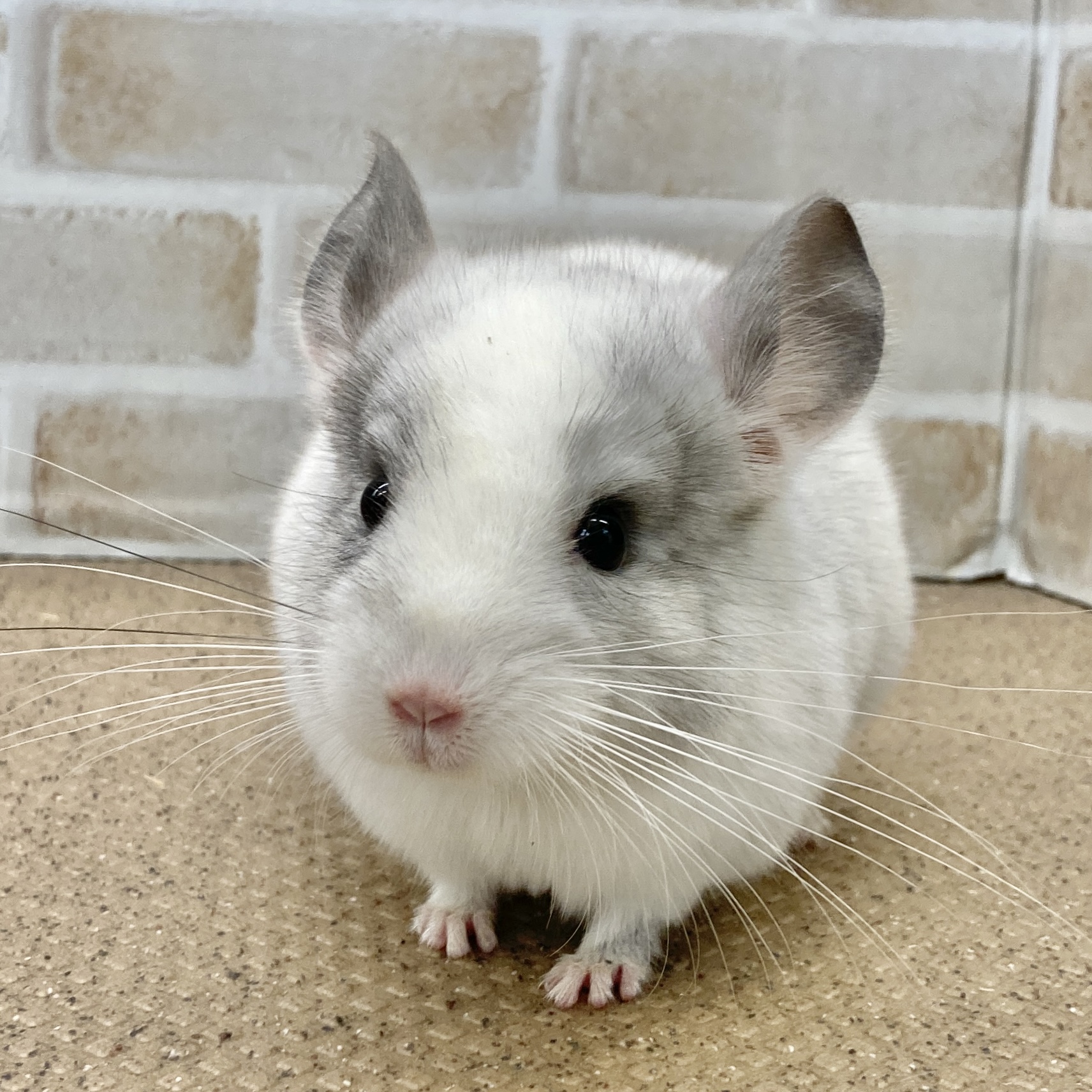 チンチラ | ペットフォレスト