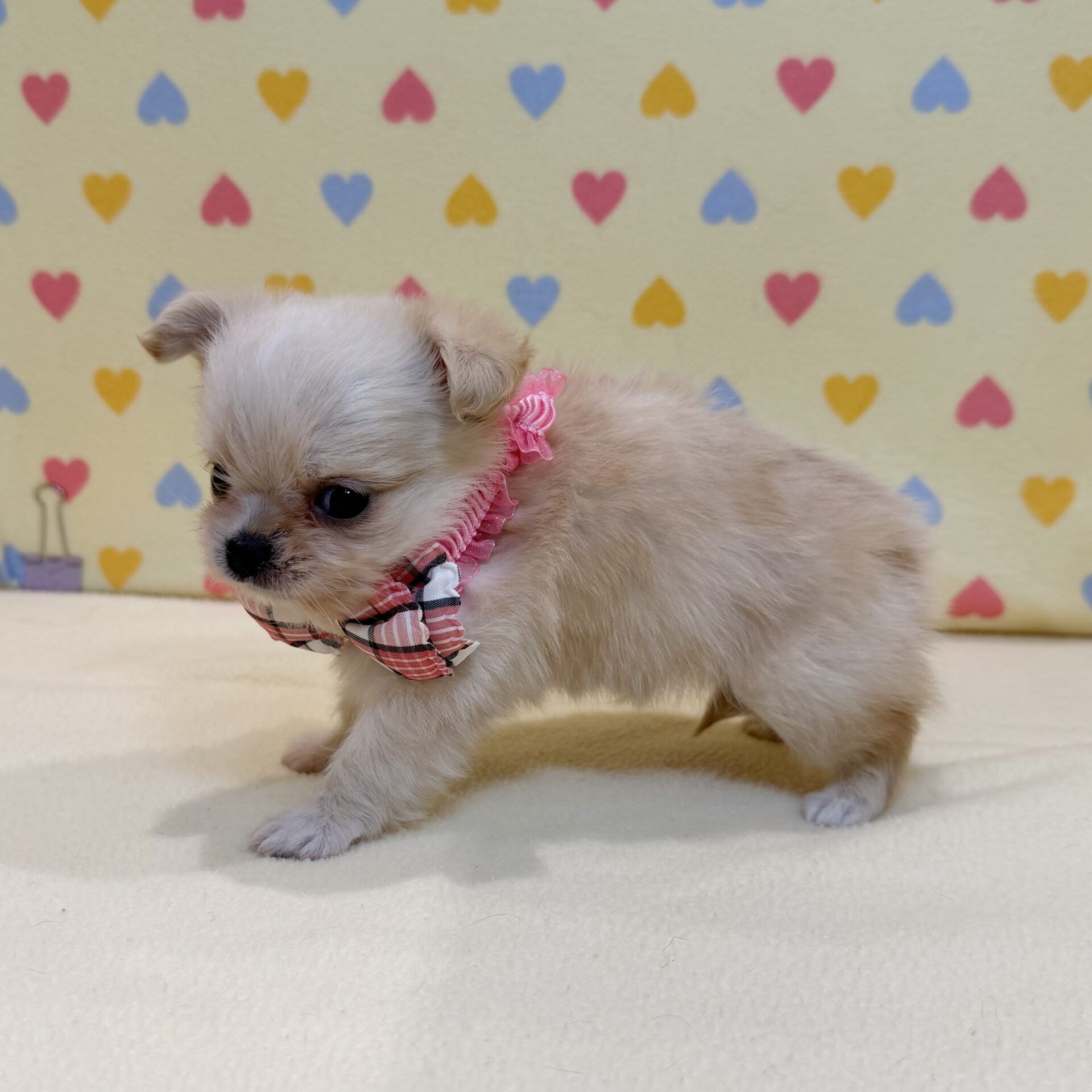 チワワ | ペットフォレスト