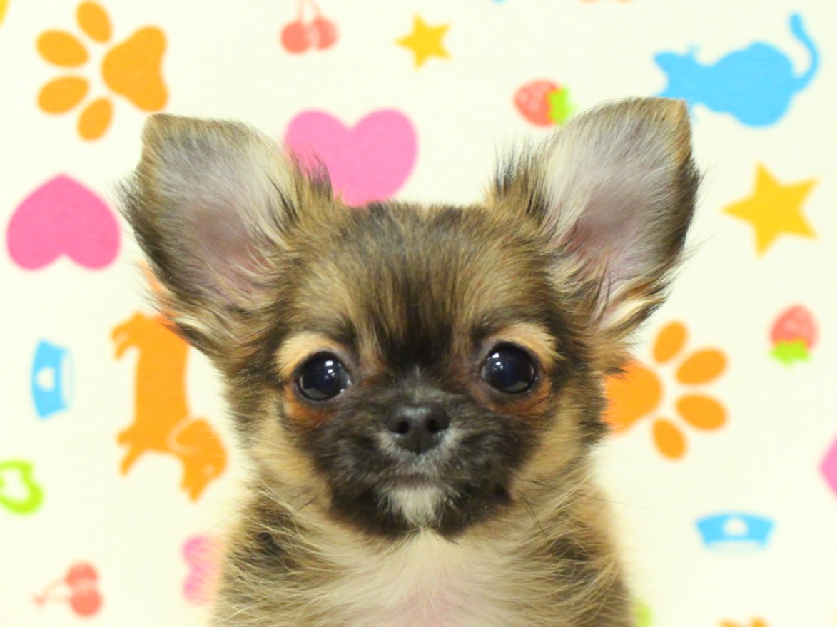 チワワ | ペットフォレスト