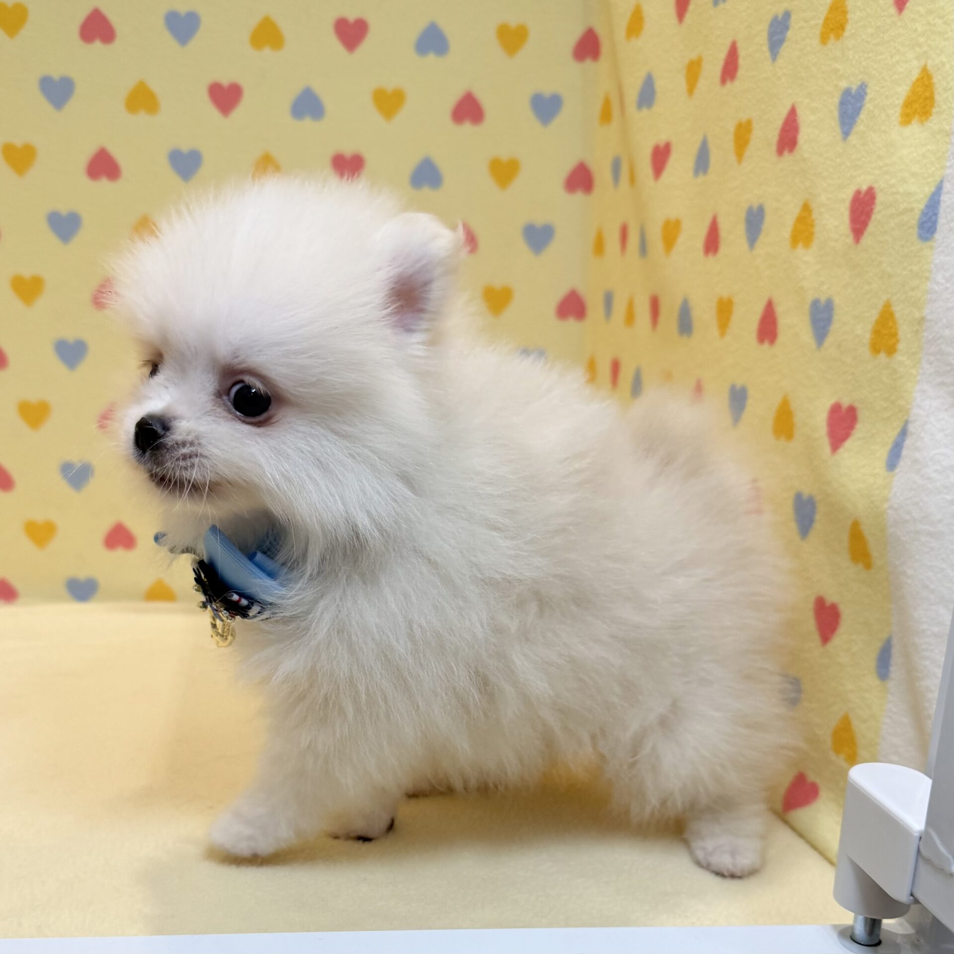 MIX犬(日本スピッツ×ポメラニアン) | ペットフォレスト