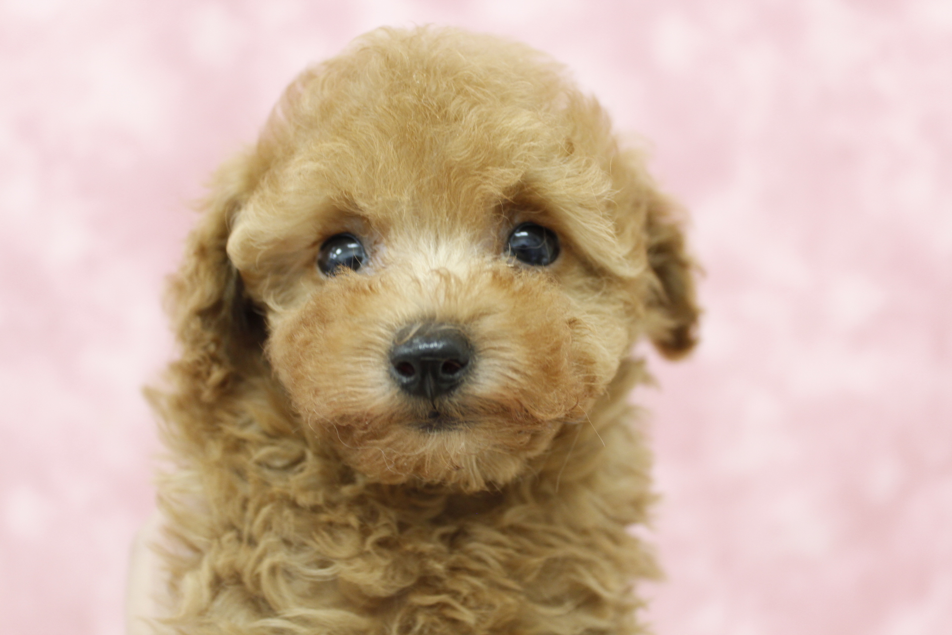 トイプードル | ペットフォレスト