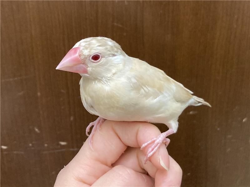 シナモン文鳥 | ペットフォレスト