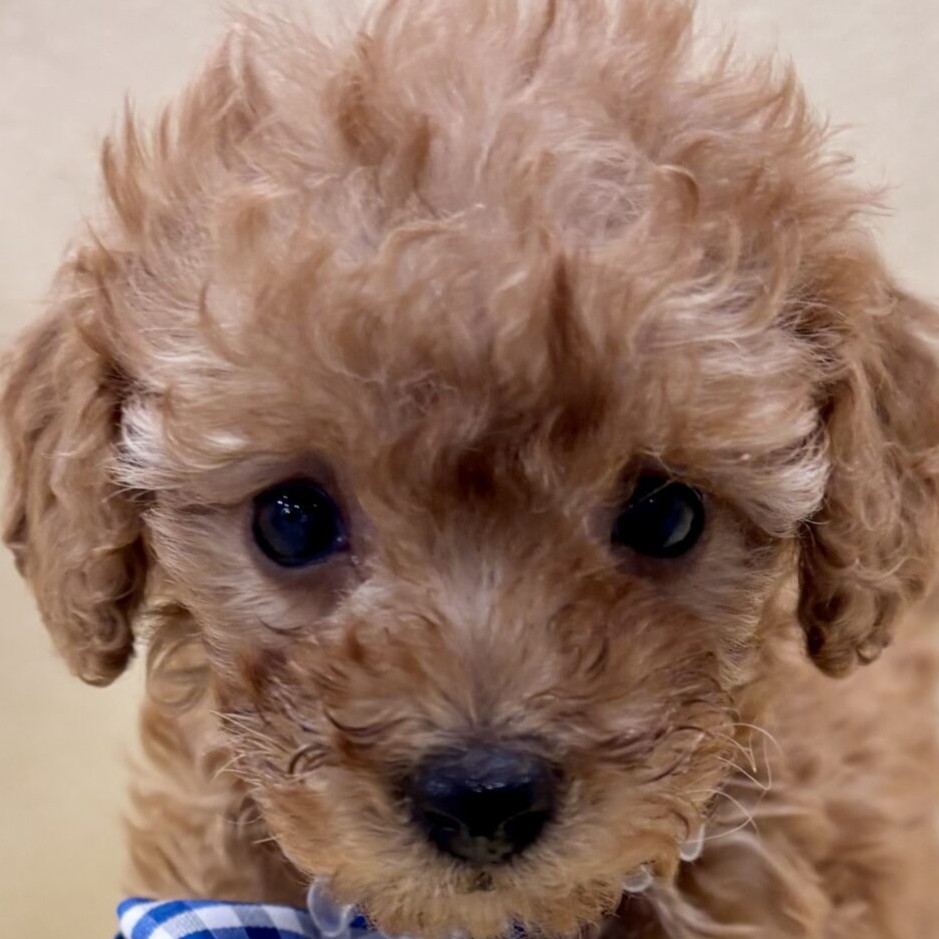 トイ・プードル | ペットフォレスト