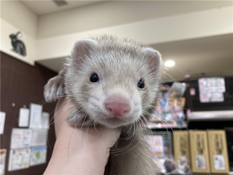 フェレット | ペットフォレスト