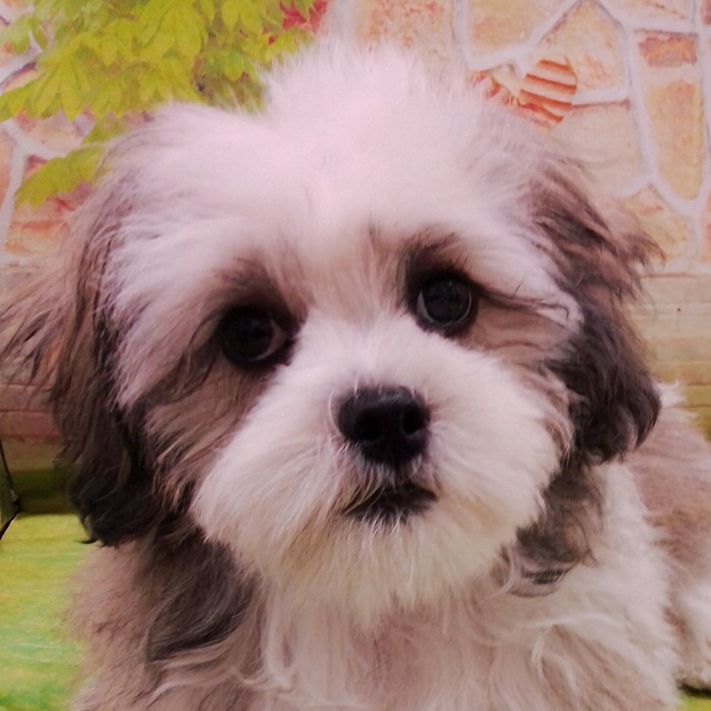 MIX犬(マルチーズ×シーズー) | ペットフォレスト