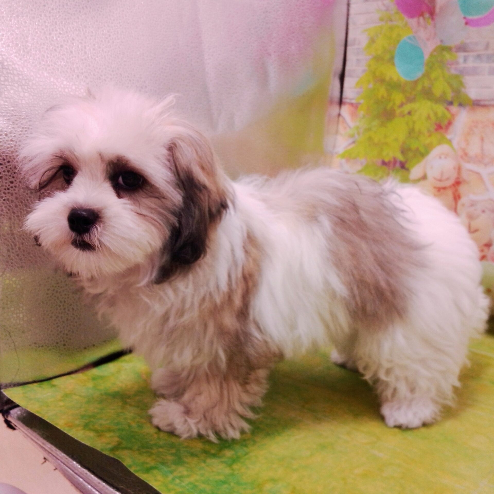 MIX犬(マルチーズ×シーズー) | ペットフォレスト