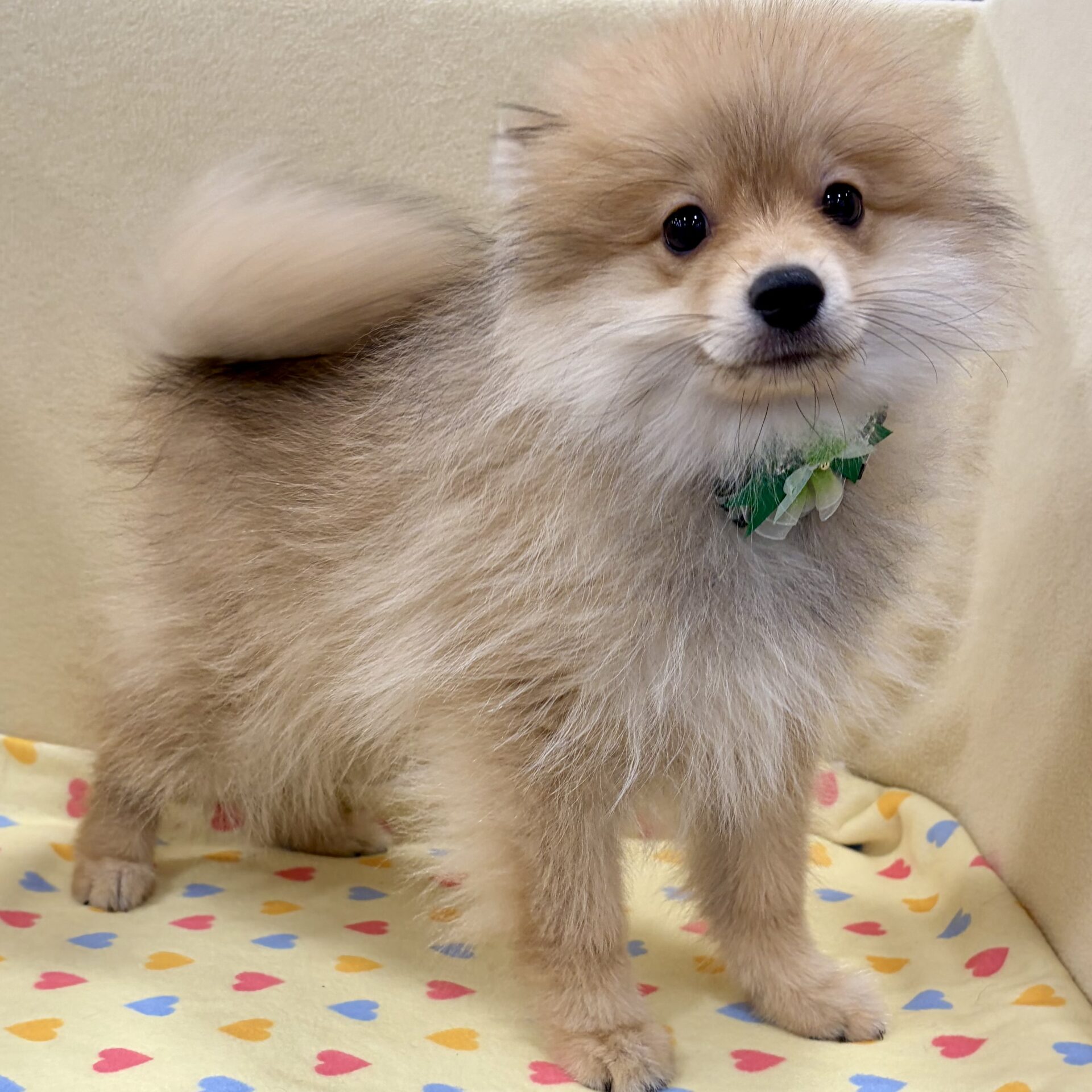 ヨーヨーワン インディーズソフビ ワン フェス 犬ソフビポメポメラニアン　アヒル Amazon | ヨーヨーワン インディーズソフビ ワンフェス 犬 ソフビ ポメ