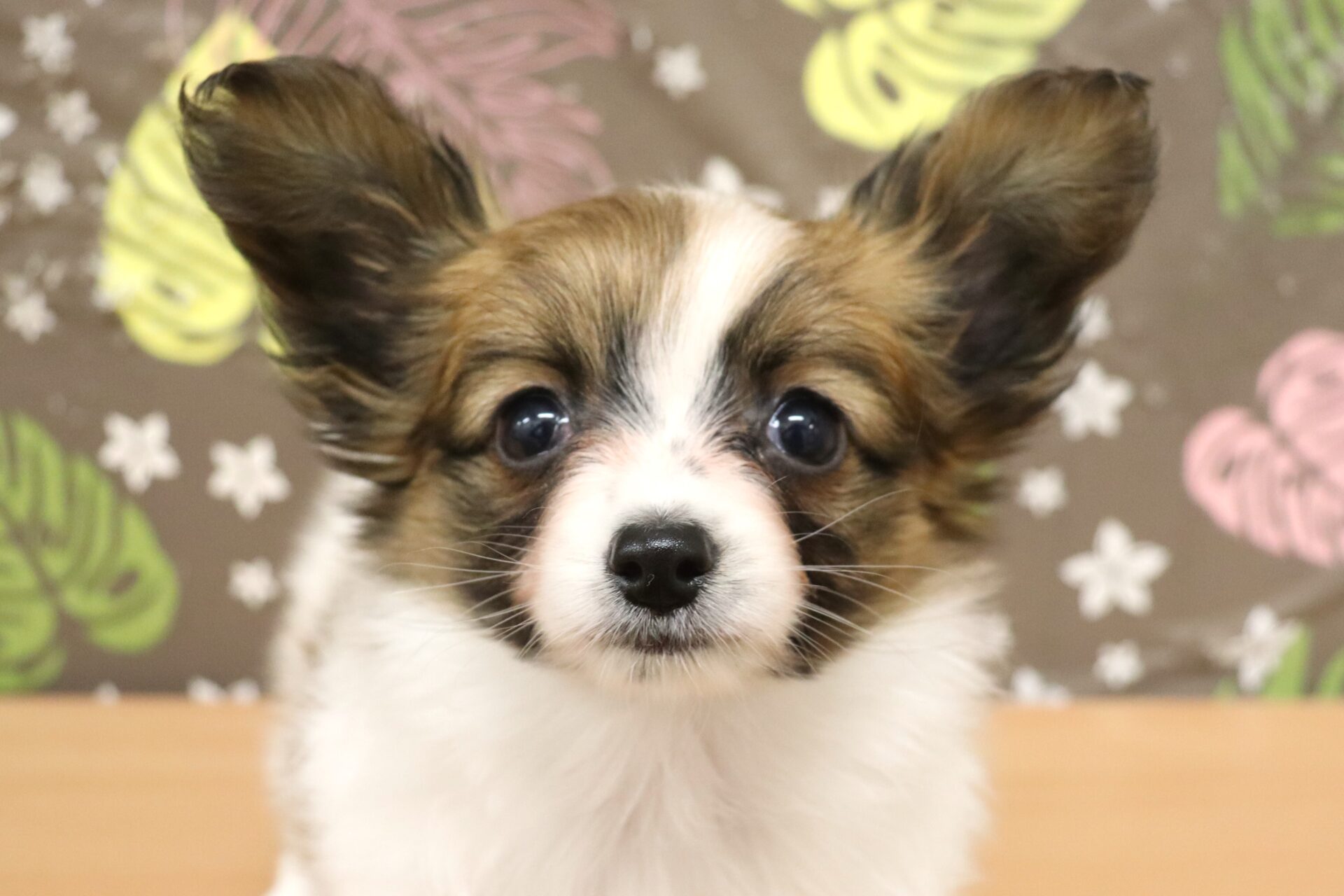 ★パピヨン①〜⑨★ みんなの犬図鑑 - パピヨン ☆パピヨン様専用☆ 【公式通販】