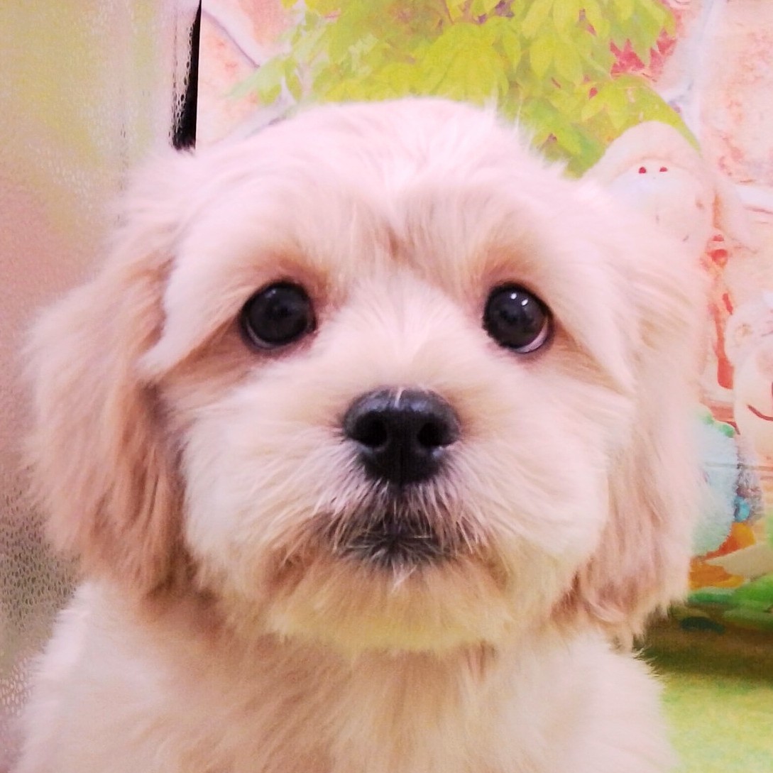 ハローキティ　子犬とお散歩　ダルメシアン　パピヨン　プードル　ダックスフンド ANGELDOGS