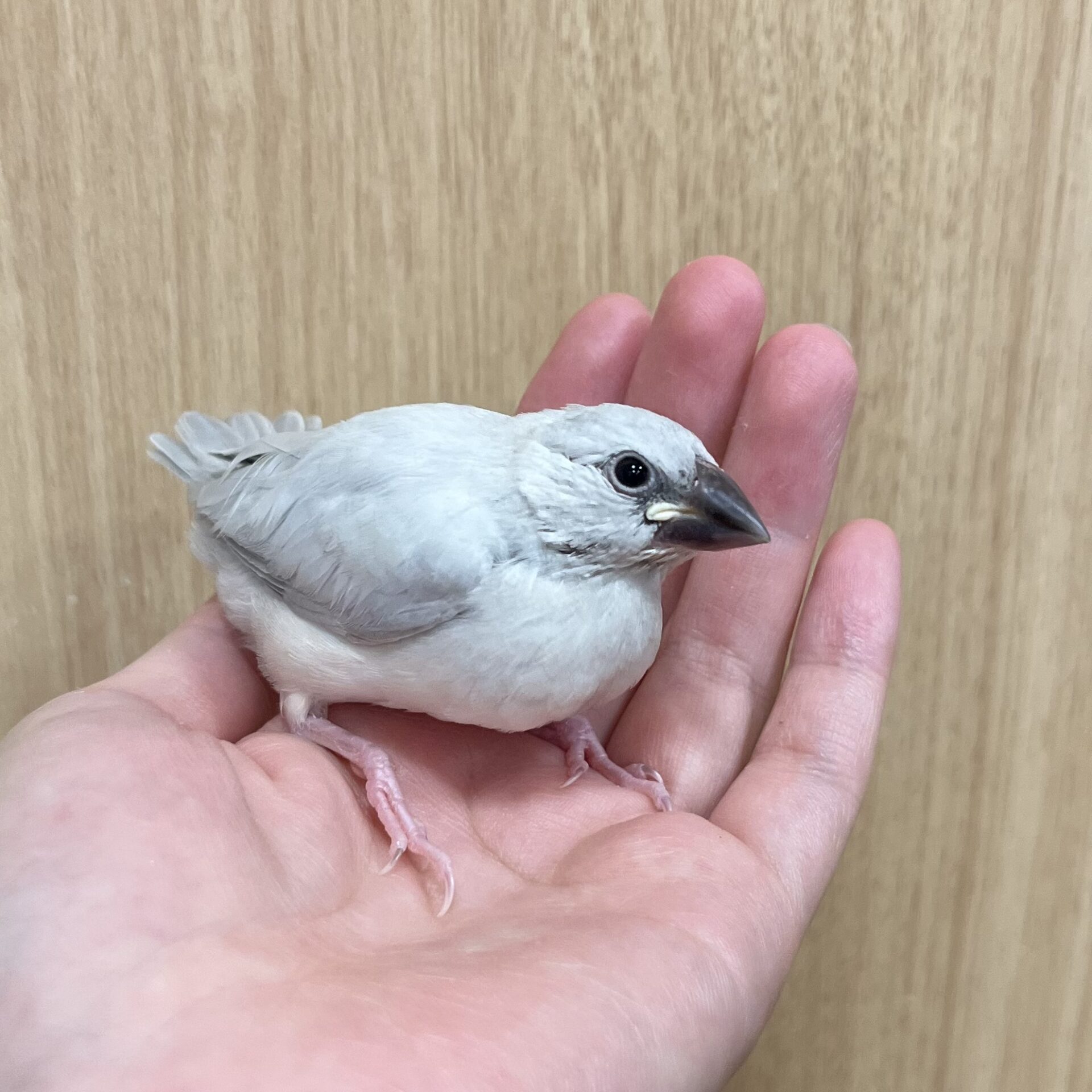 SILVER 950 シルバー 鳥 オウム図 11.7㎝ スプーン SILVER 950 シルバー 鳥 オウム図 11.7㎝ スプーン 【公式通販】