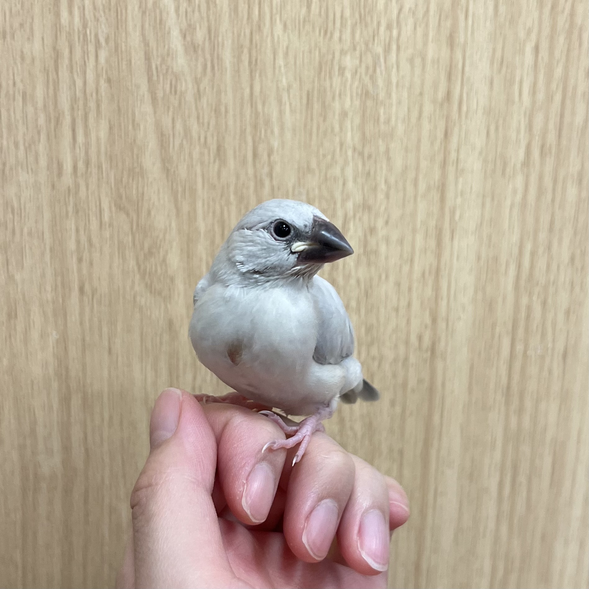 シルバー文鳥 | ペットフォレスト