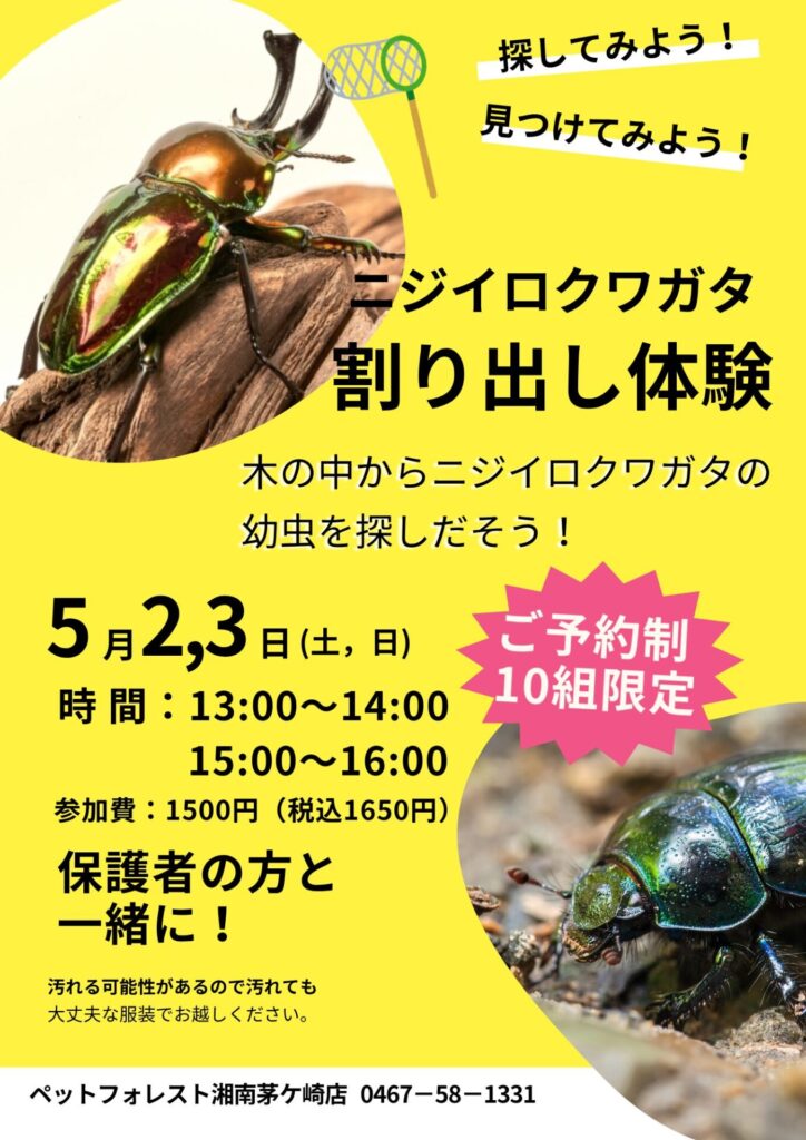 ニジイロクワガタ割り出し体験開催のお知らせ📢 | ペットフォレスト
