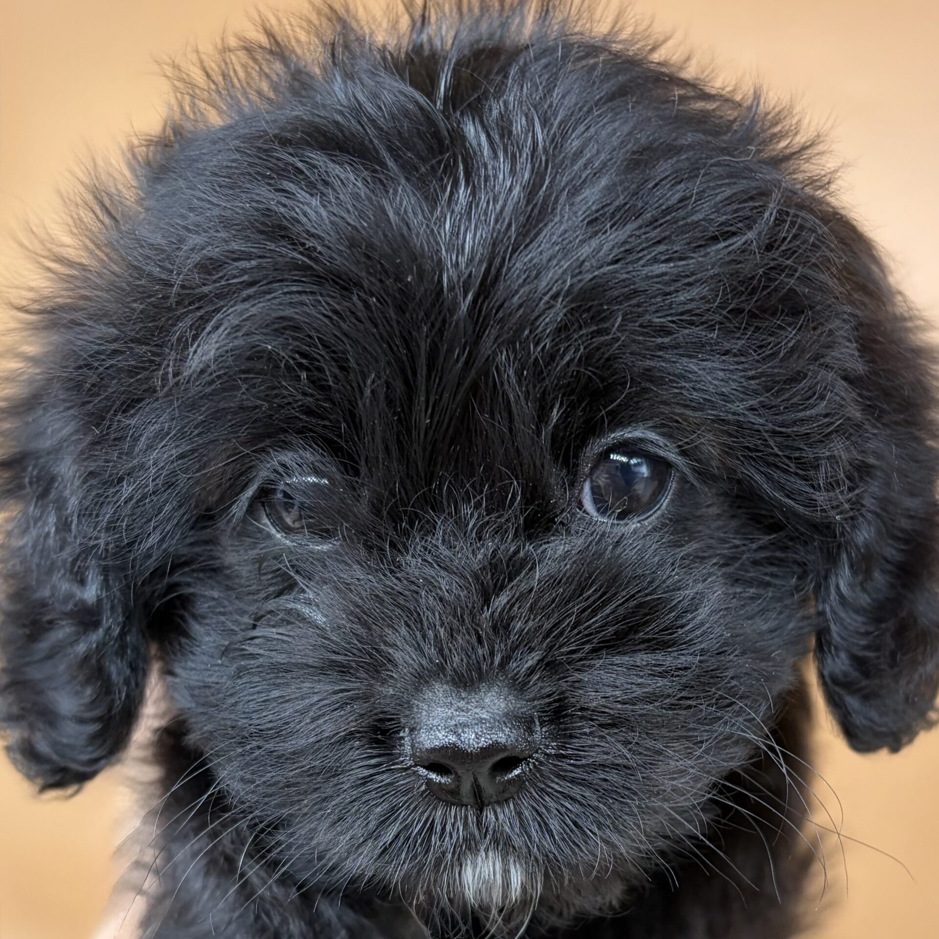 ミックス犬（キャバリア・キングチャールズ・スパニエル×トイ