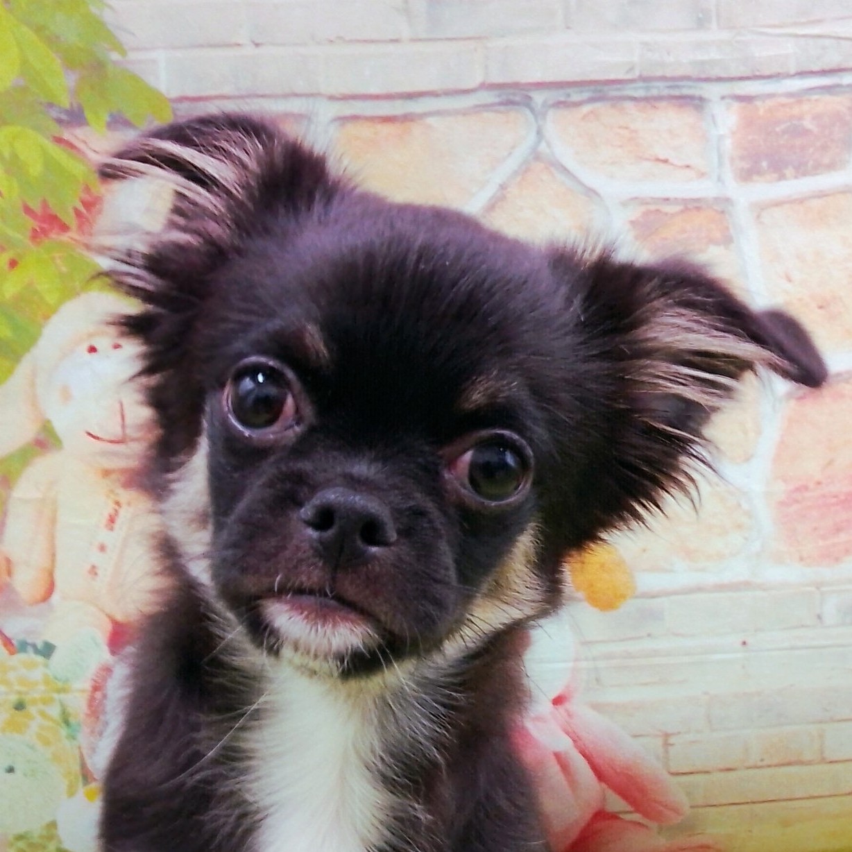 羊毛フェルト マルチーズ×チワワMIX犬 MIX犬(チワワ×マルチーズ) | ペットフォレスト