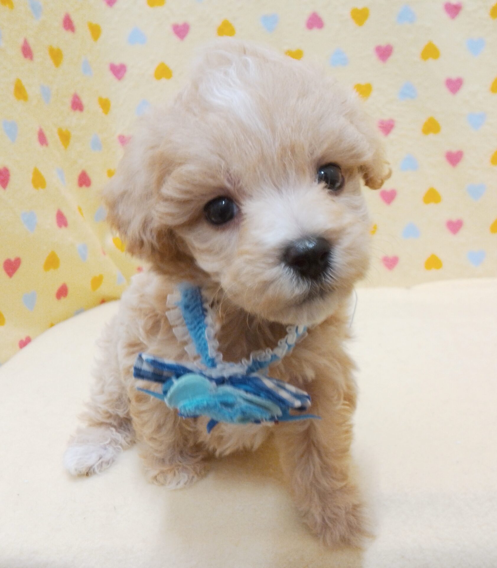 ミックス犬（マルチーズ×トイ・プードル） | ペットフォレスト