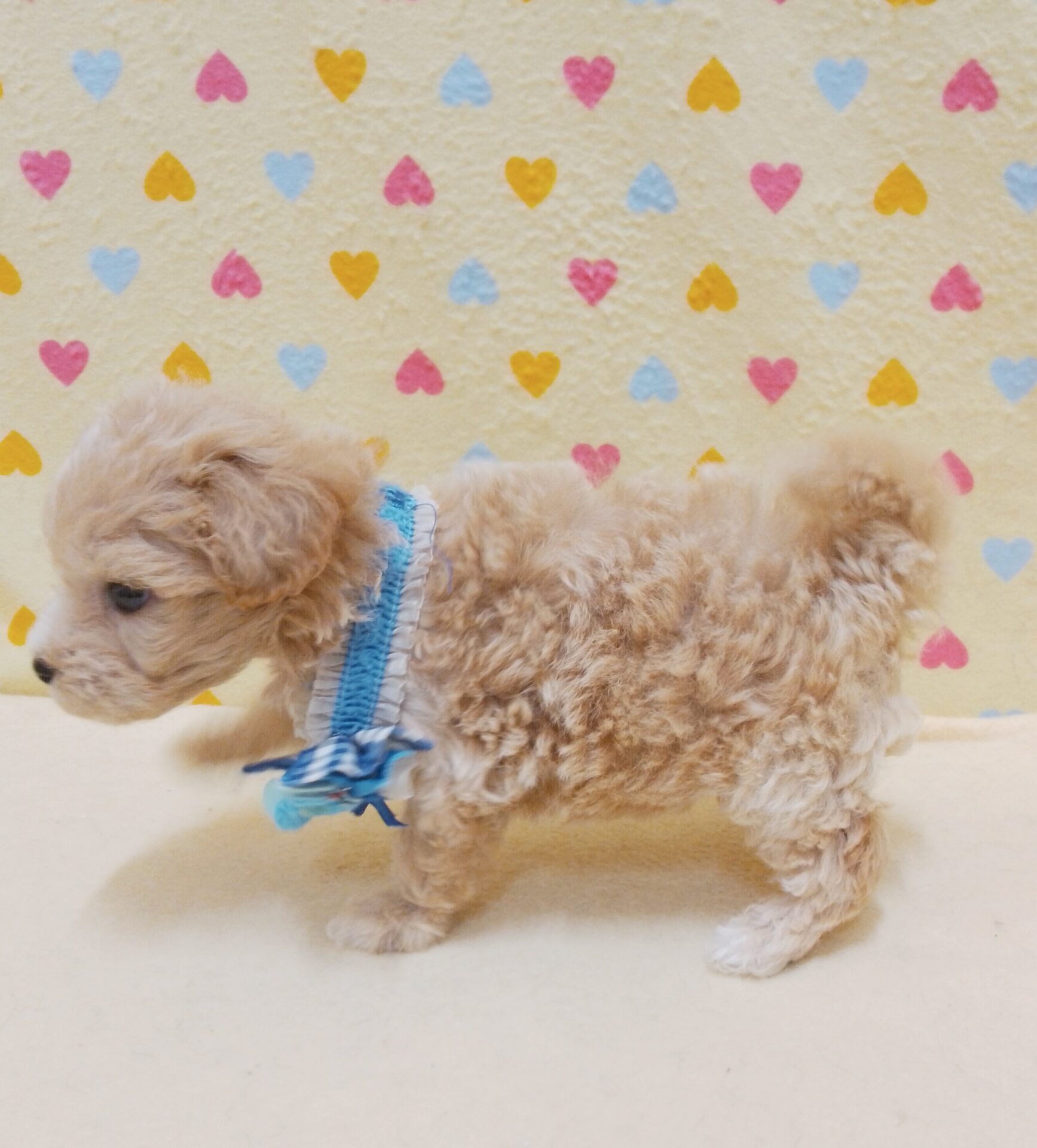 ミックス犬（マルチーズ×トイ・プードル） | ペットフォレスト