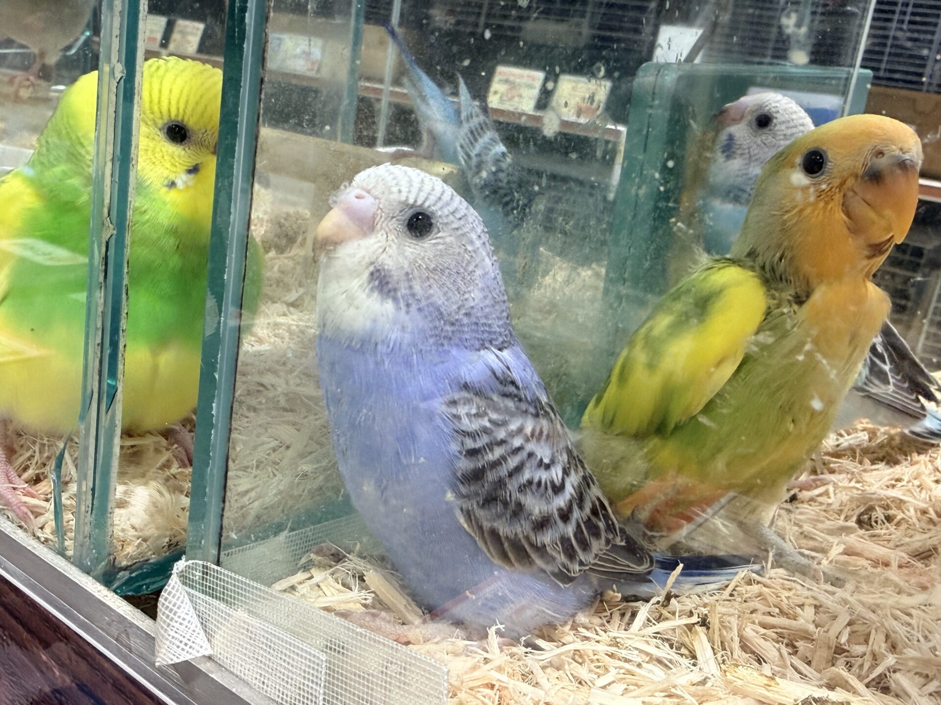 セキセイインコ | ペットフォレスト