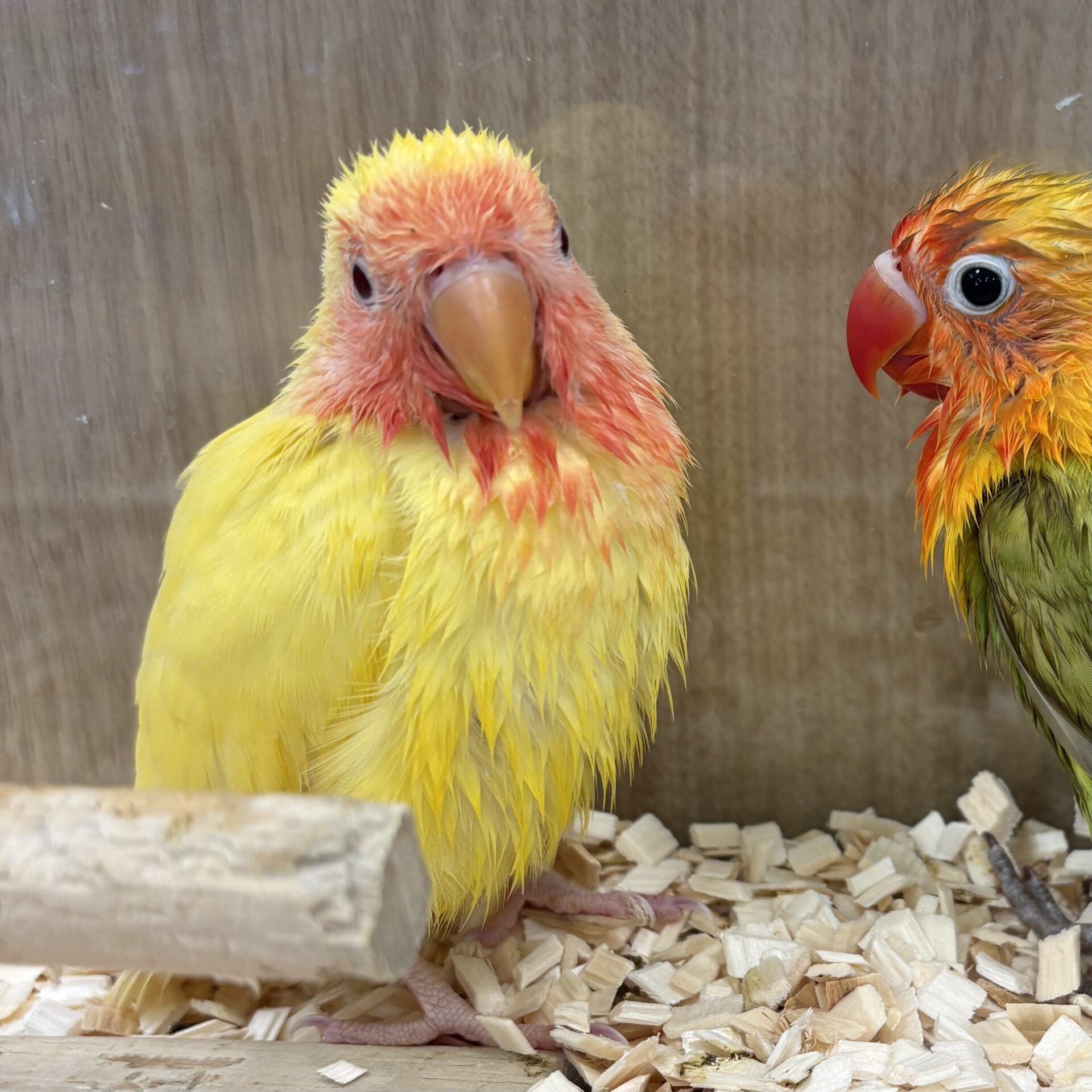 コザクラインコ(ルチノーチェリー) | ペットフォレスト