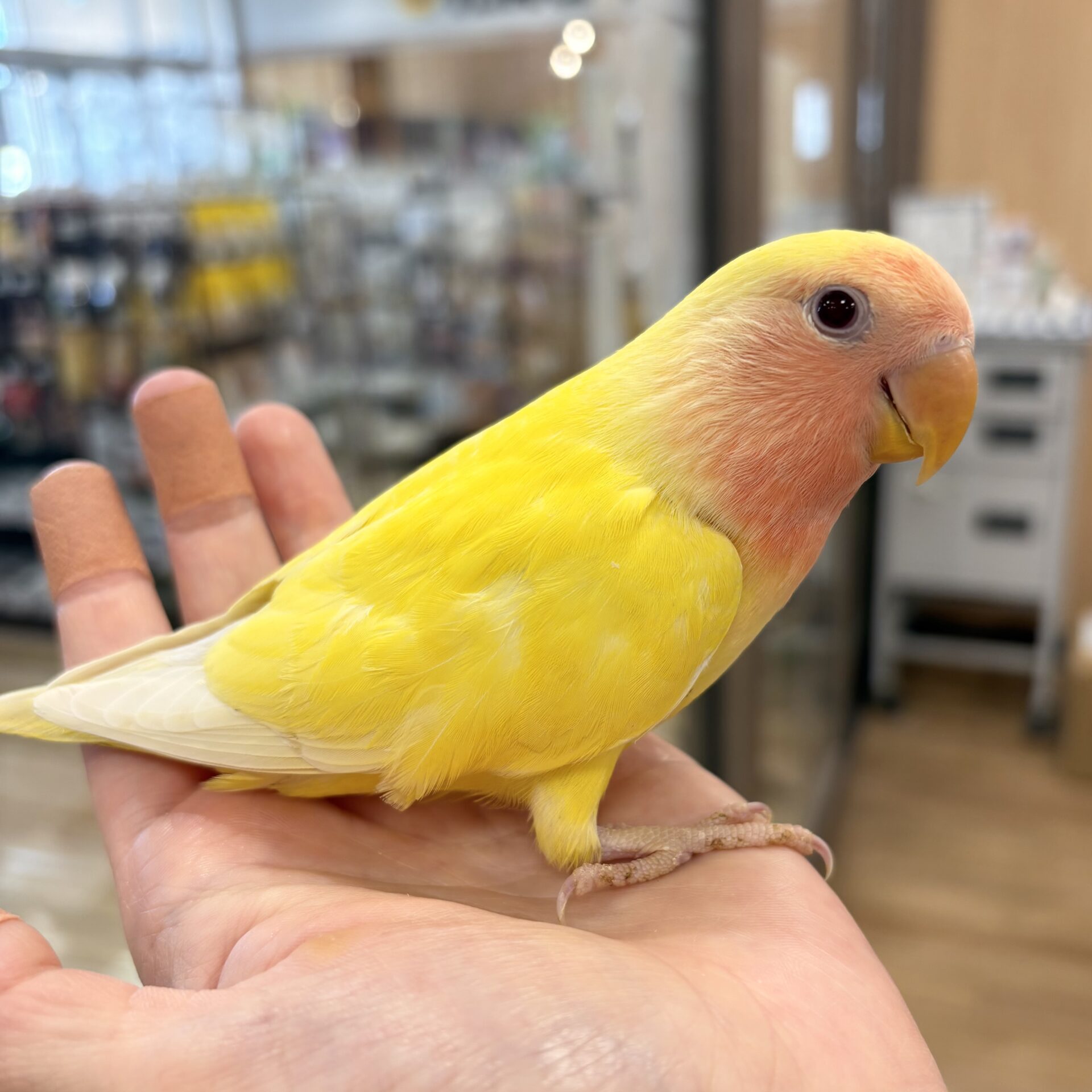 コザクラインコ(ルチノーチェリー) | ペットフォレスト