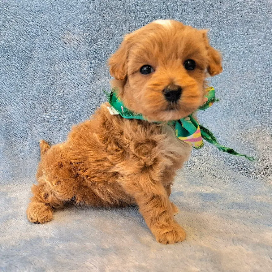 ミックス犬（マルチーズ✕トイ・プードル） | ペットフォレスト