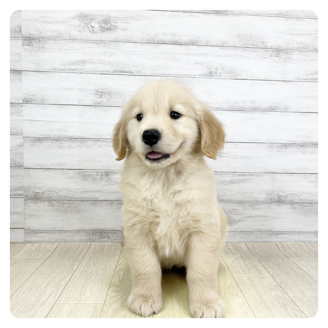  CANIN アダルトゴールデンレトリーバー 205767ゴールデンレトリーバー♀ | ペットフォレスト