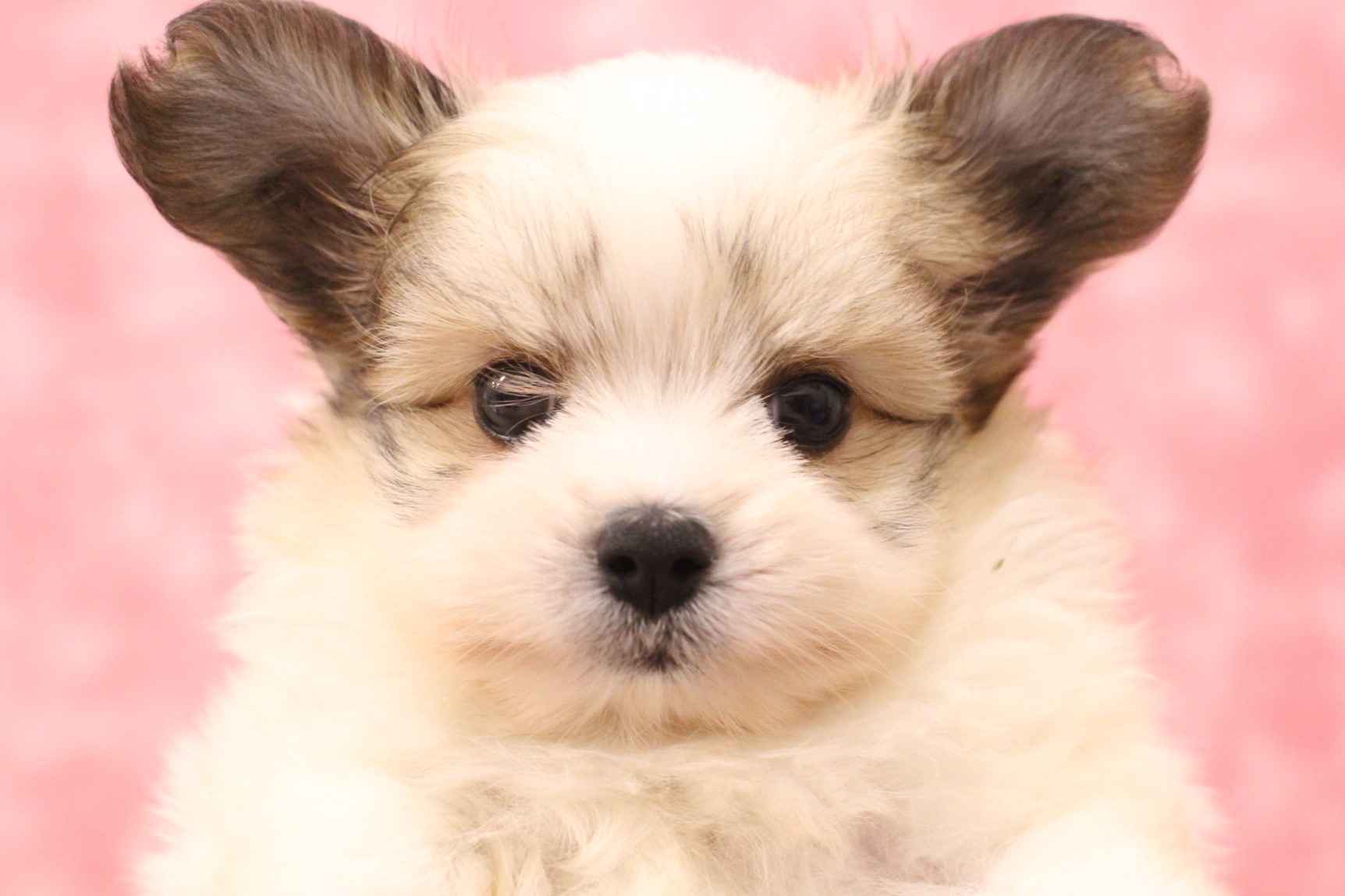 ハローキティ　子犬とお散歩　ダルメシアン　パピヨン　プードル　ダックスフンド MIX犬 | ペットフォレスト