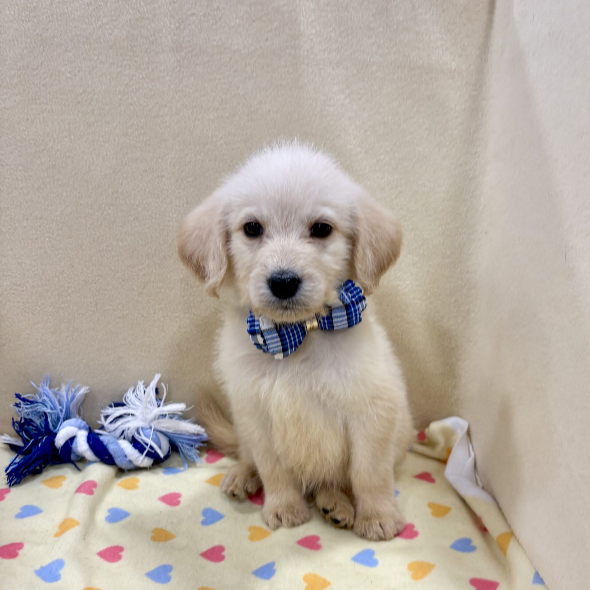 ミックス犬(スタンダード・プードル✕ラブラドール・レトリバー