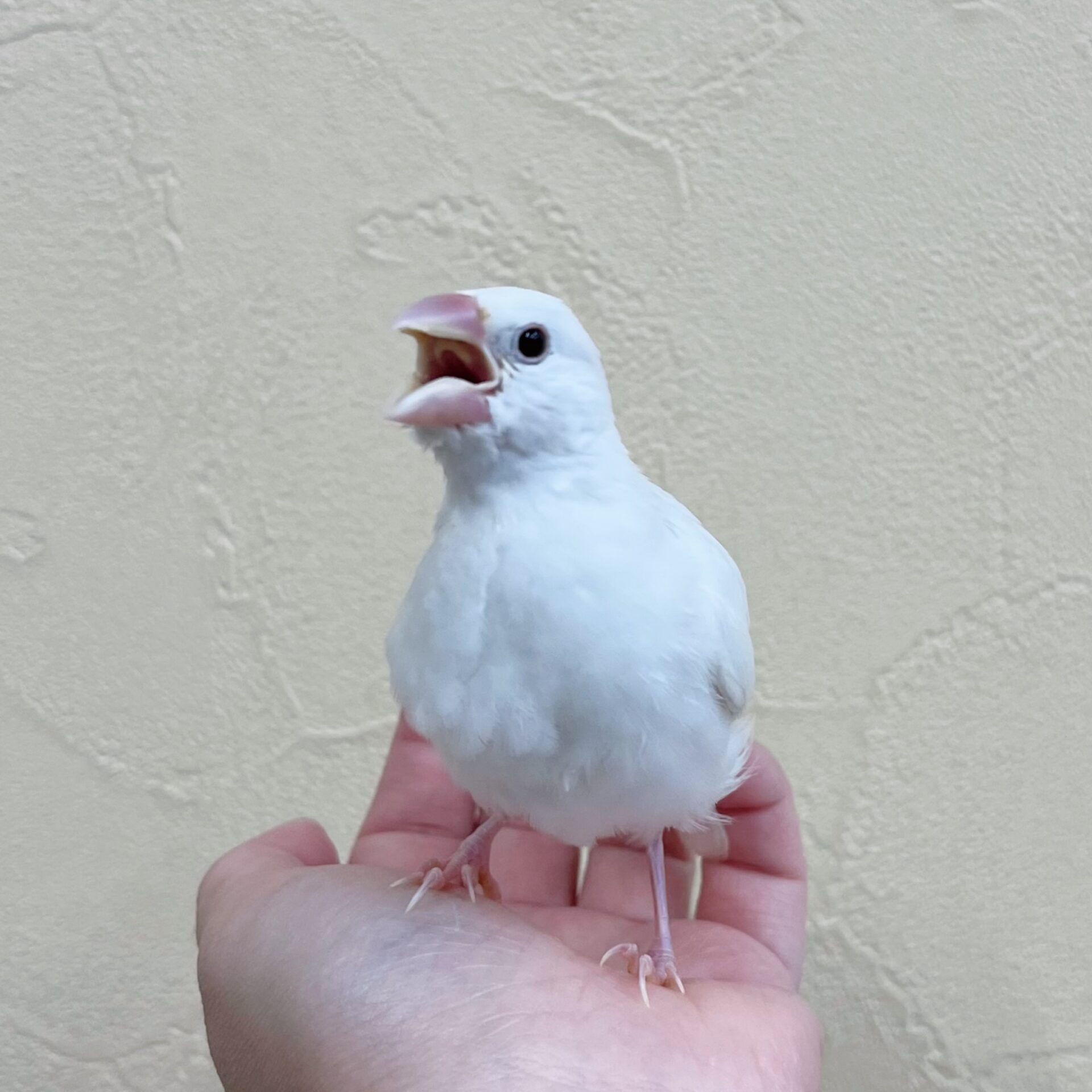 手乗り白文鳥 ヒナ | ペットフォレスト
