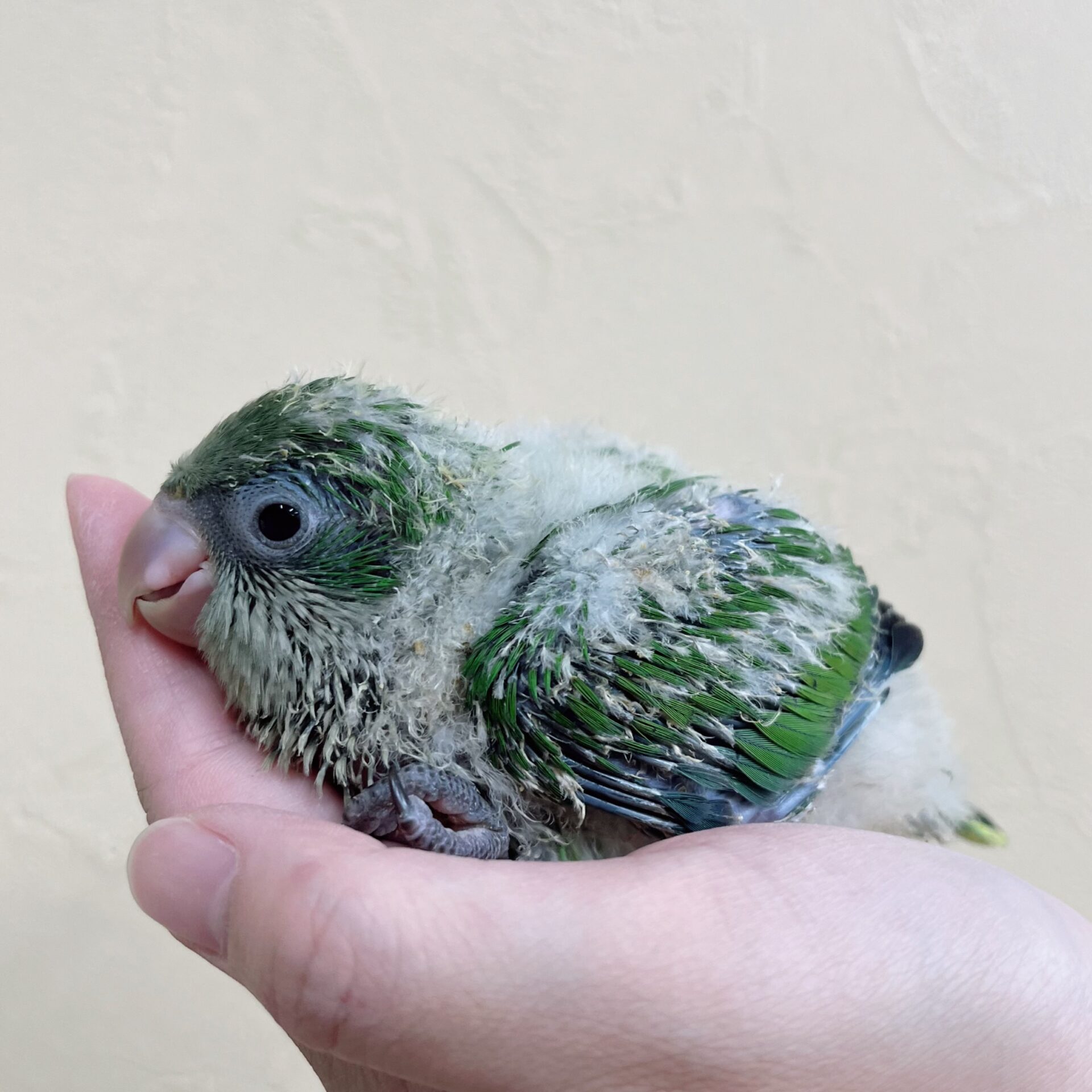 オキナインコ ノーマル | ペットフォレスト