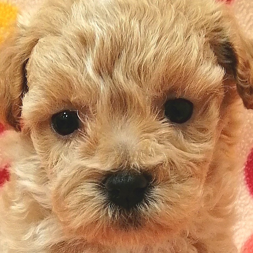 ハローキティ　子犬とお散歩　ダルメシアン　パピヨン　プードル　ダックスフンド MIX犬 | ペットフォレスト