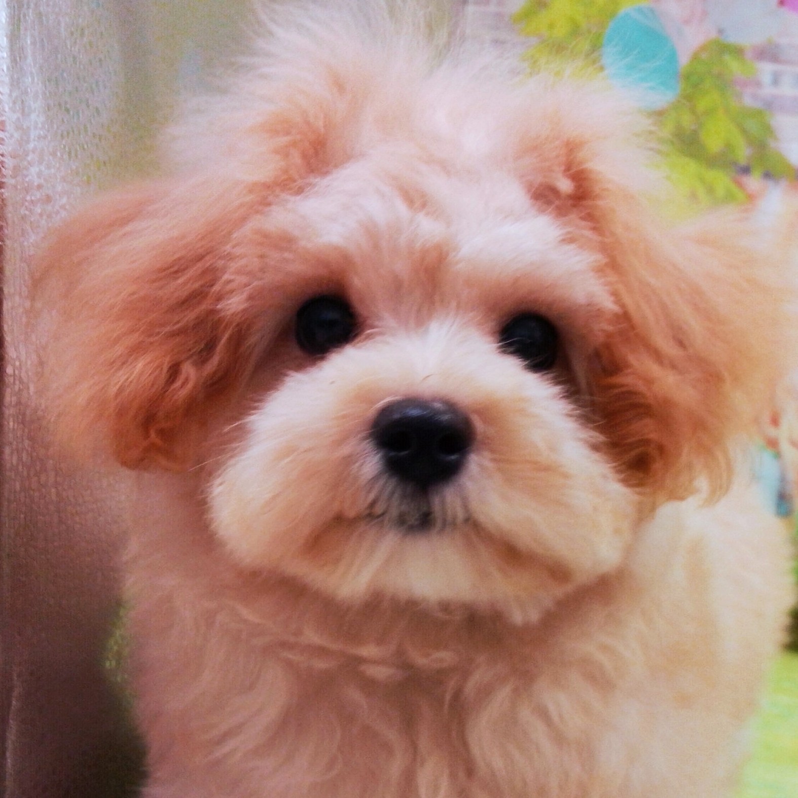 MIX犬 | ペットフォレスト