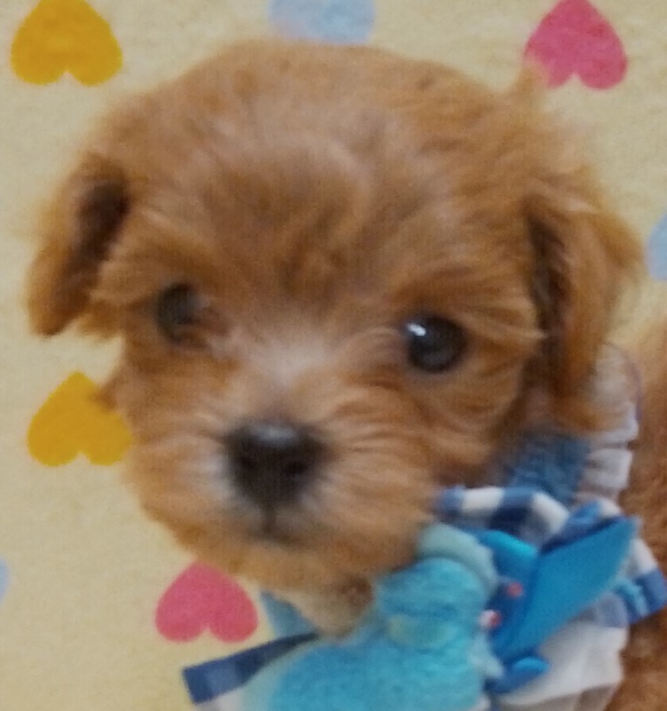 MIX犬 | ペットフォレスト