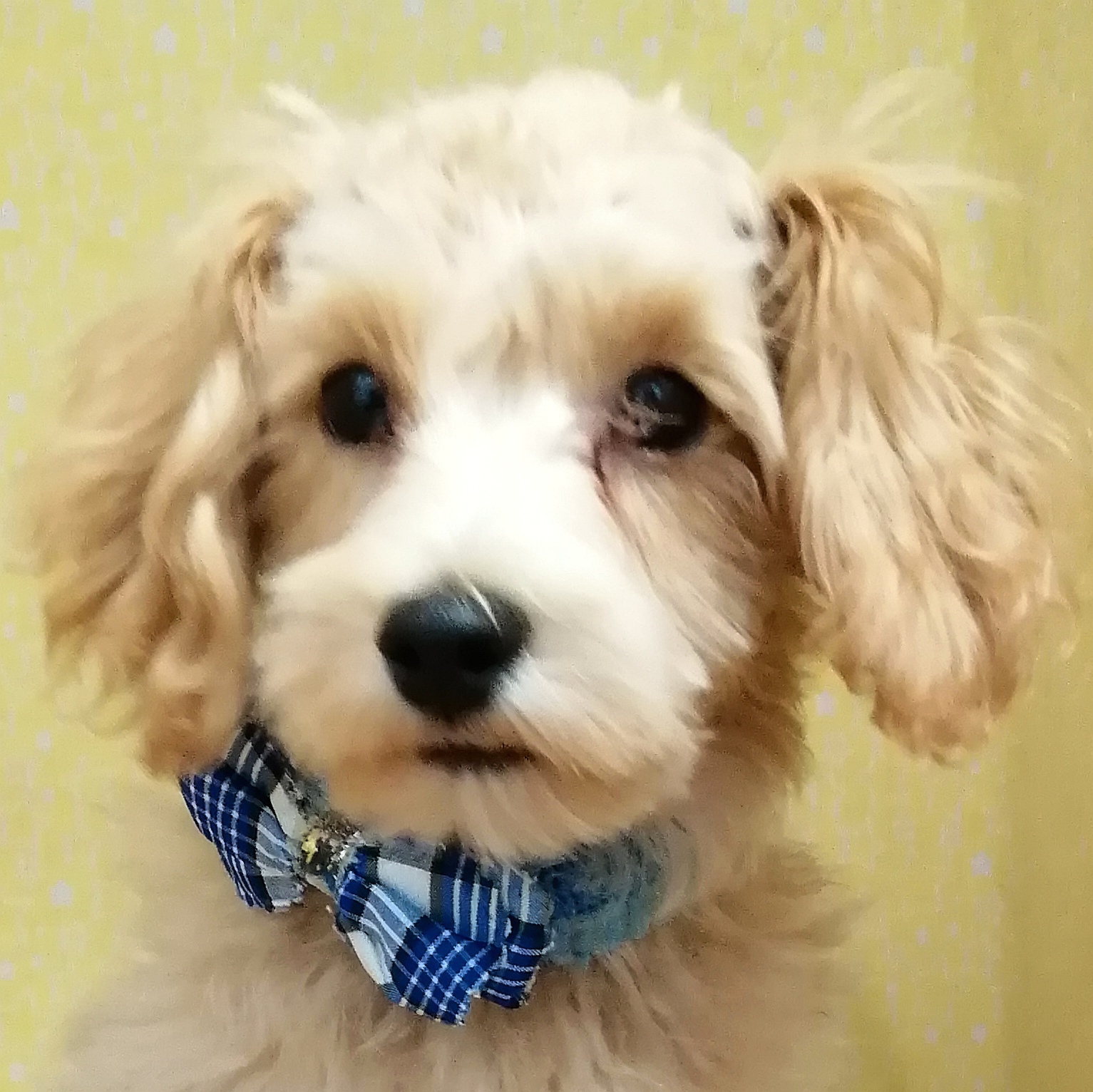 MIX犬 | ペットフォレスト