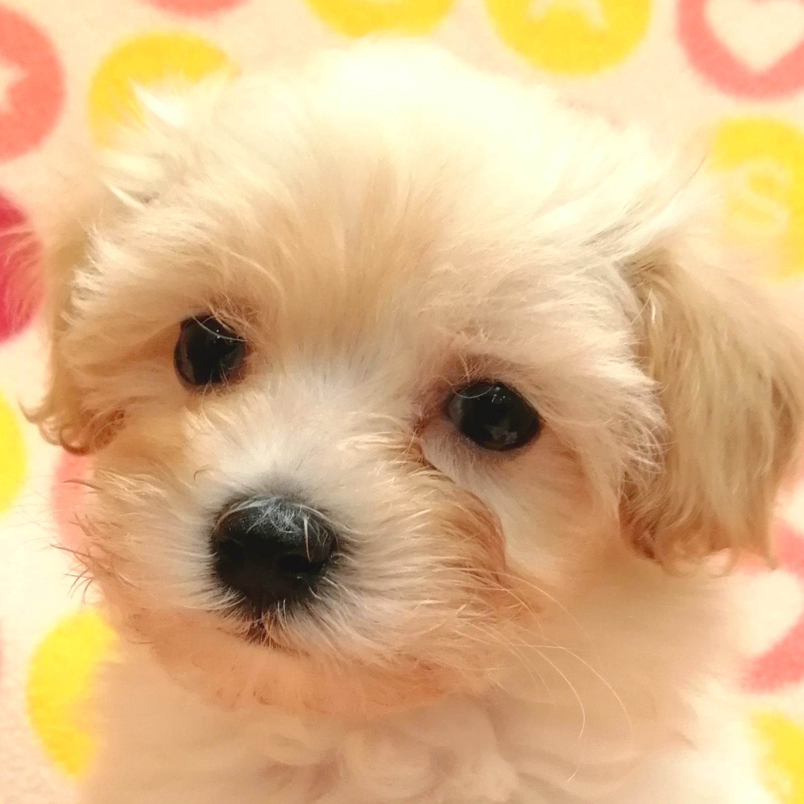 MIX犬 | ペットフォレスト