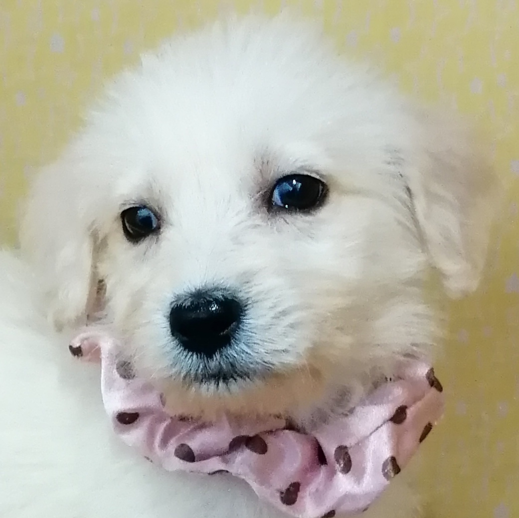 MIX犬 | ペットフォレスト