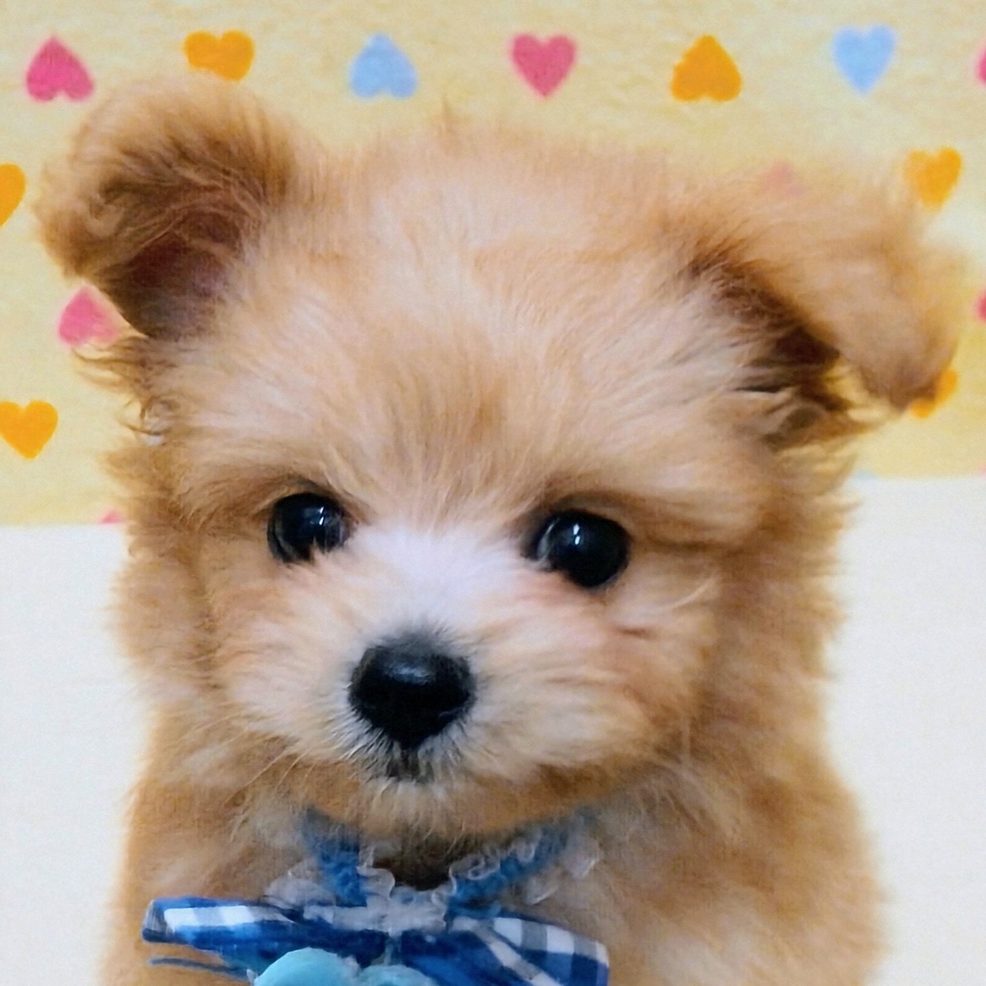 MIX犬 | ペットフォレスト