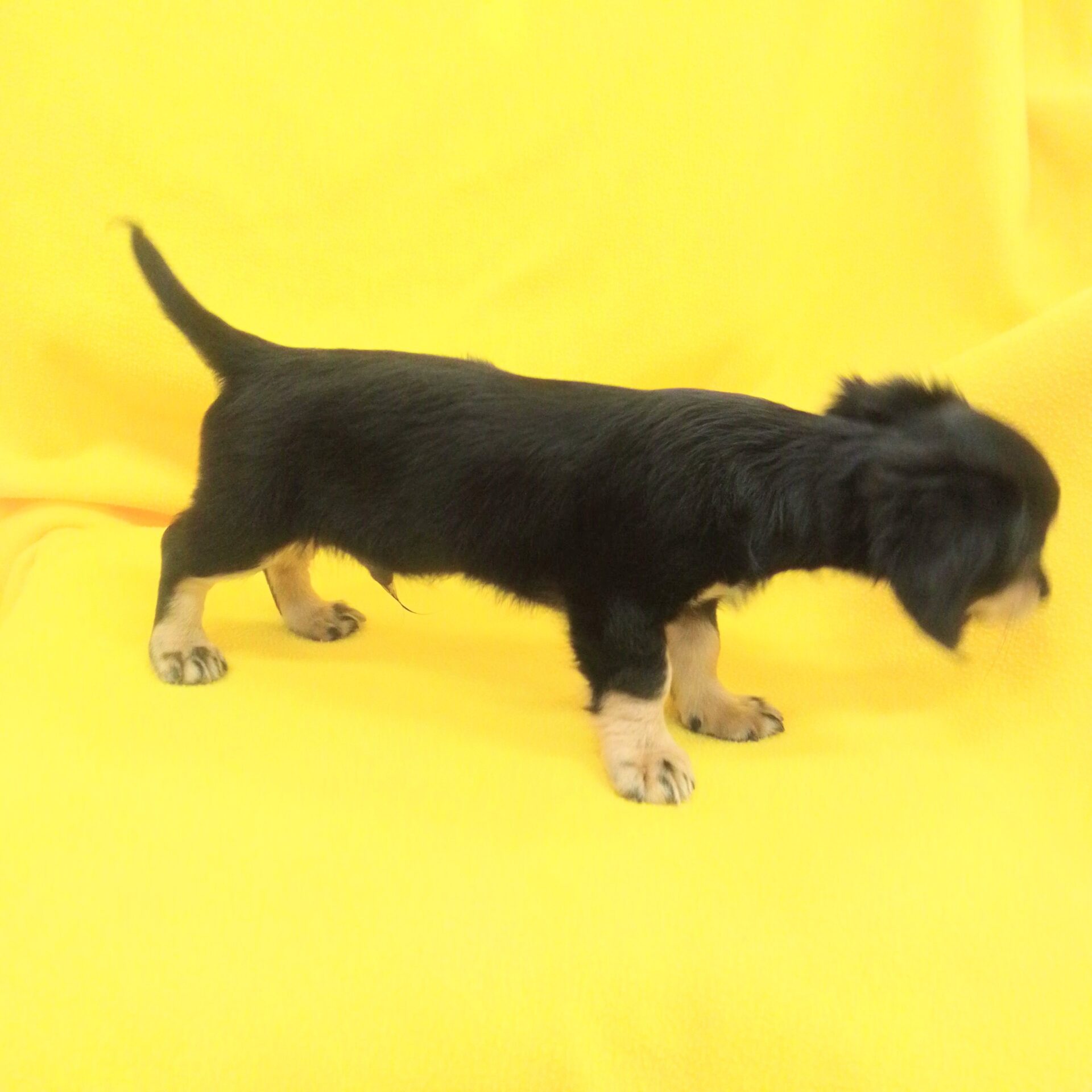 ミックス犬（チワワ×ミニチュア・ダックスフンド） | ペットフォレスト