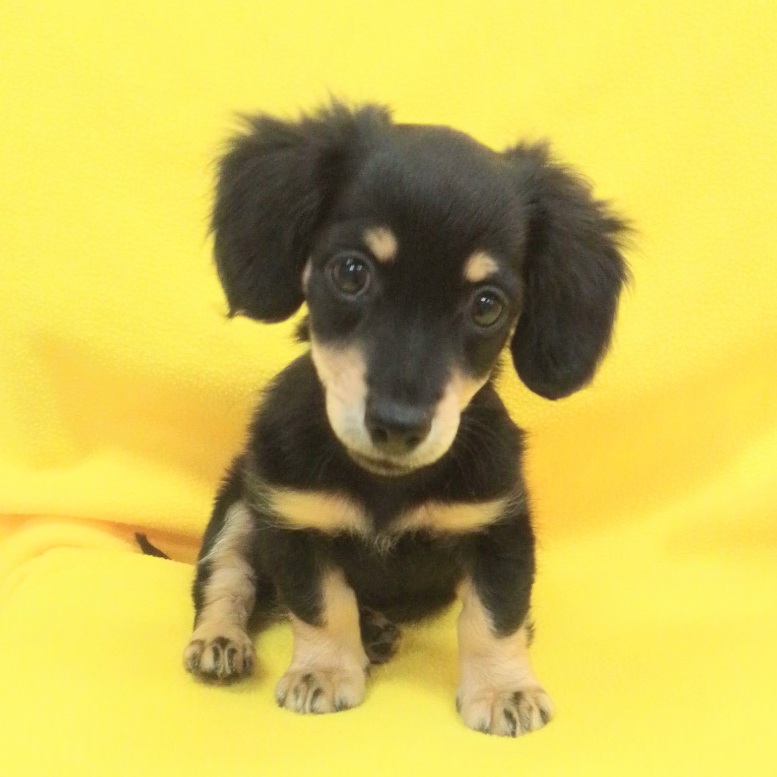 ミックス犬（チワワ×ミニチュア・ダックスフンド） | ペットフォレスト