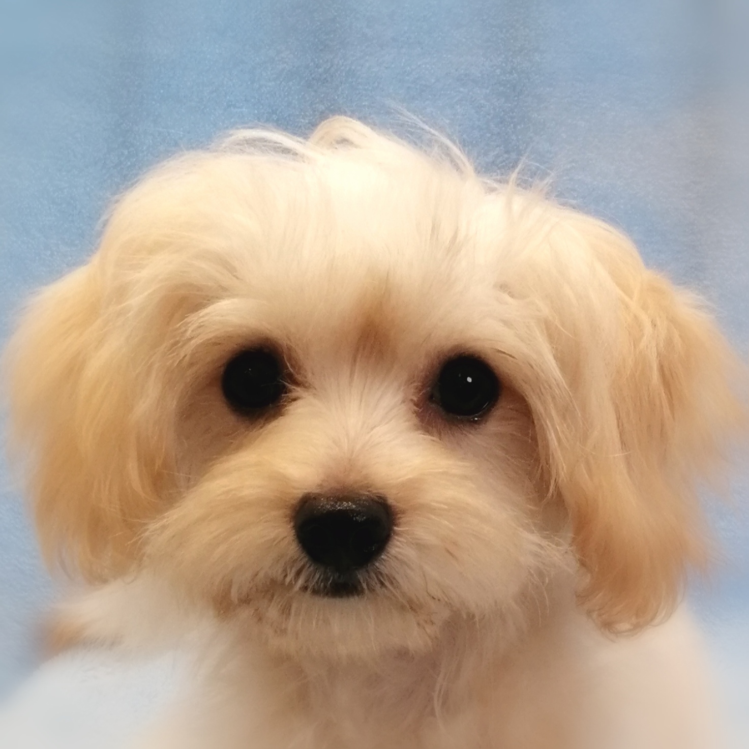MIX犬 | ペットフォレスト