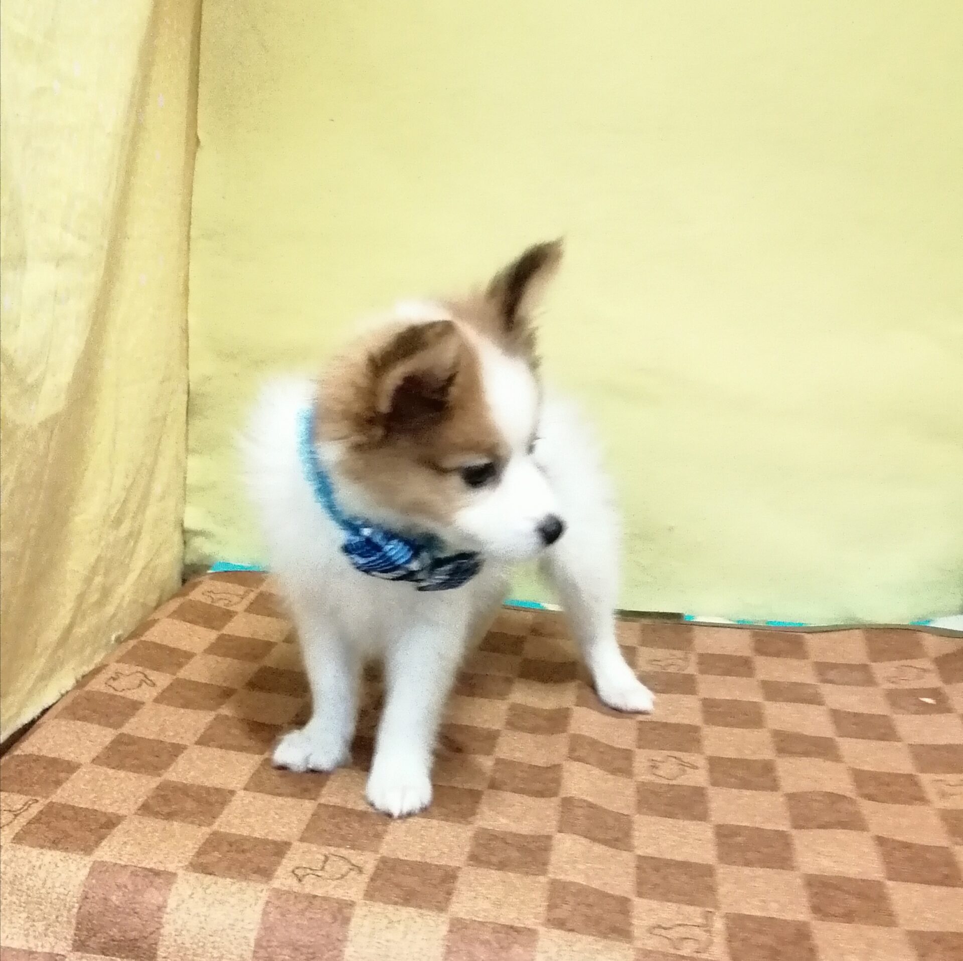 ミックス犬（ポメラニアン×パピヨン） | ペットフォレスト