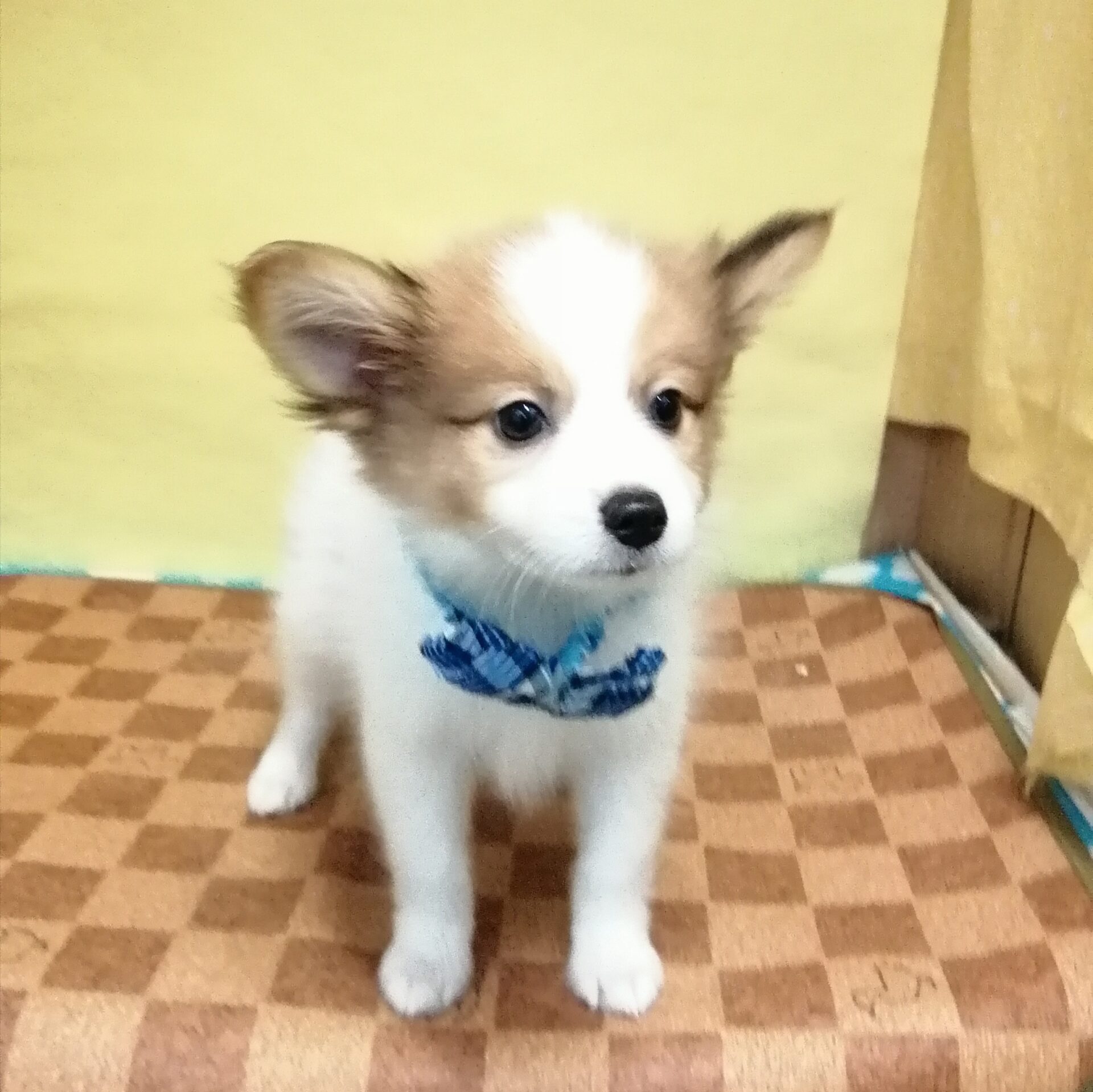 ミックス犬（ポメラニアン×パピヨン） | ペットフォレスト