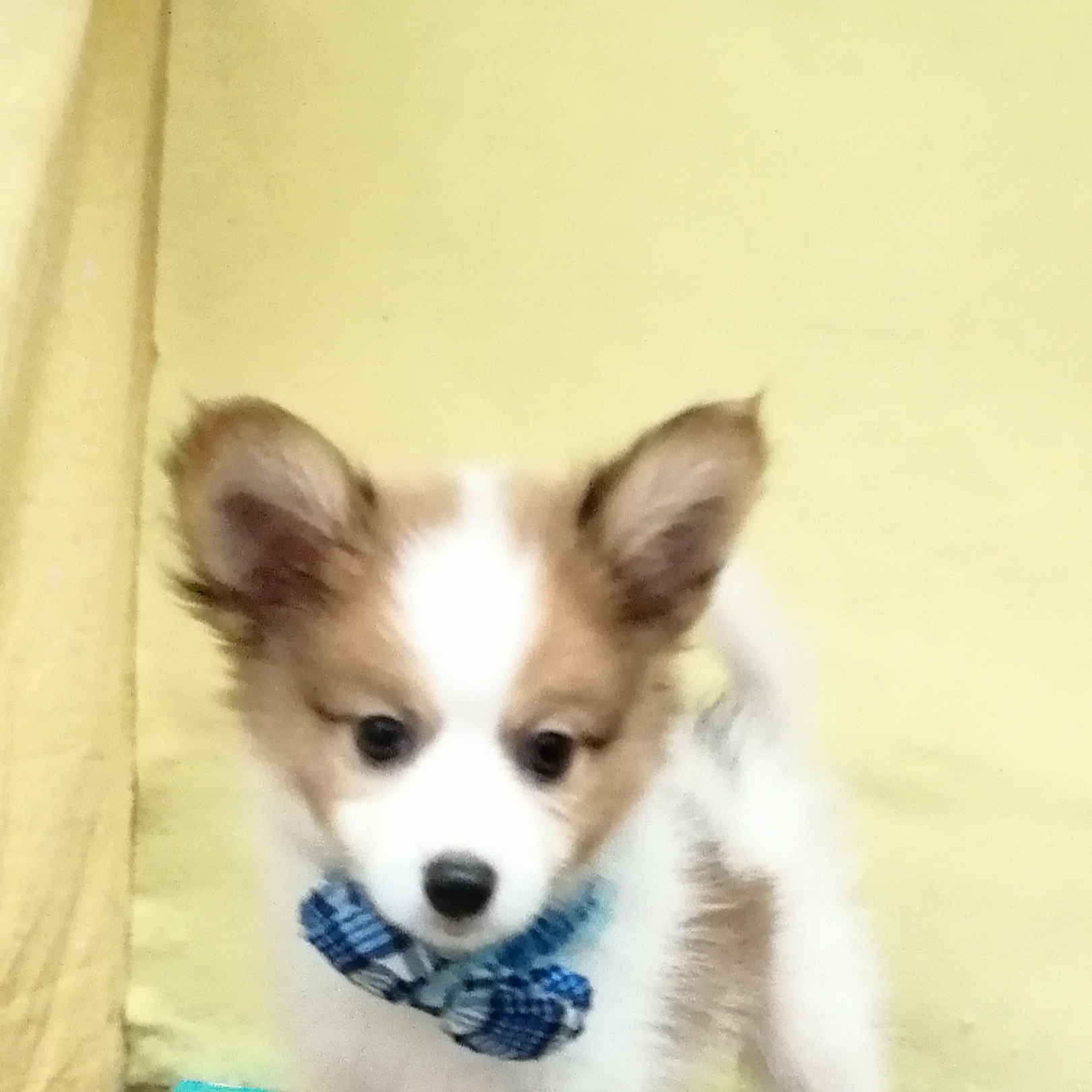 MIX犬 | ペットフォレスト