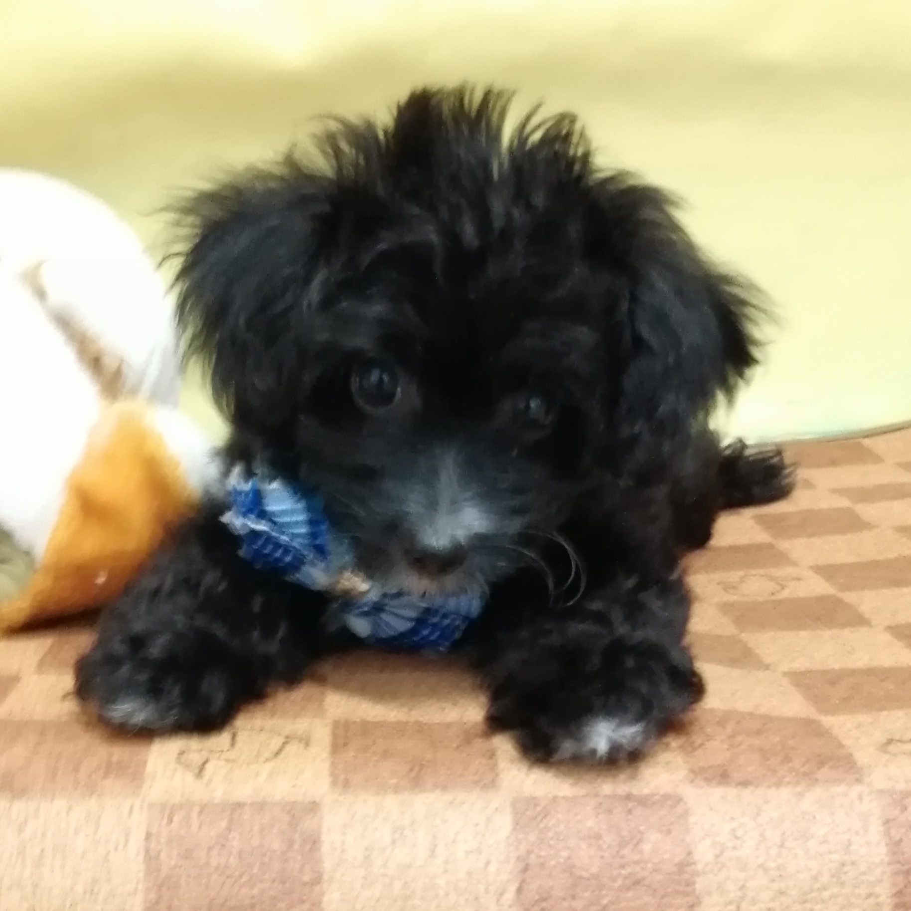 MIX犬 | ペットフォレスト