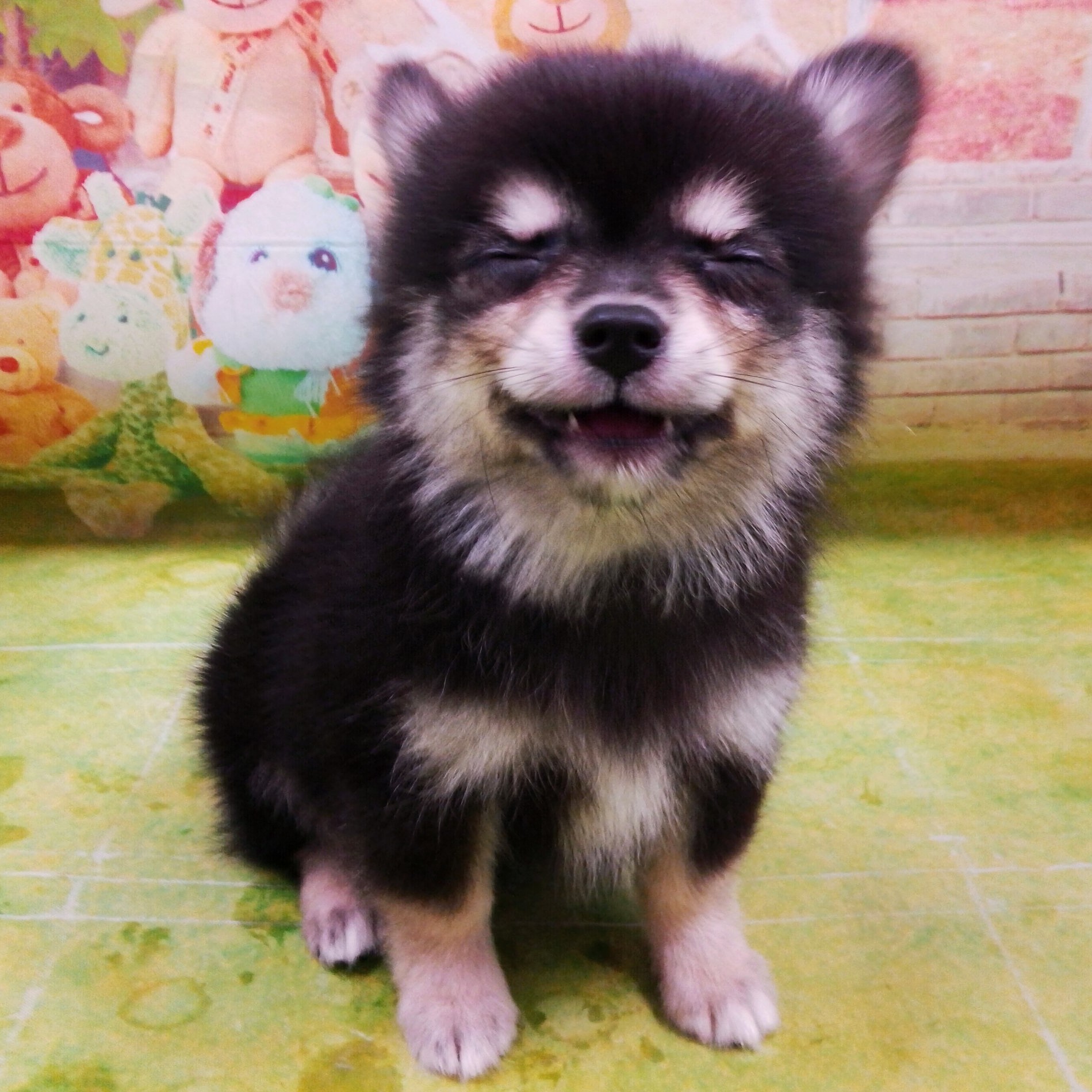 MIX犬(チワワ×ポメラニアン) | ペットフォレスト