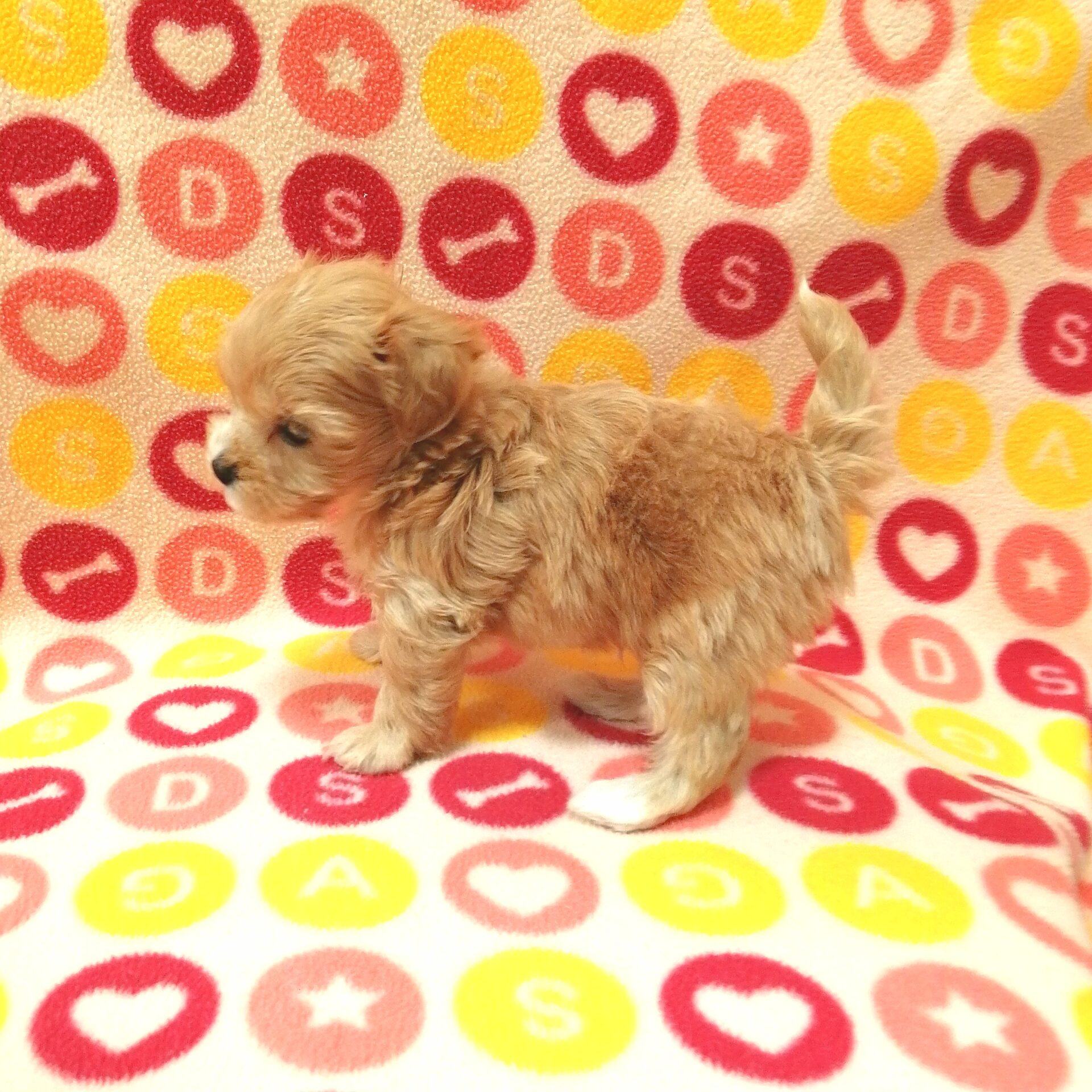 トイプードル様、専用出品 ミックス犬(マルチーズ×トイプードル) | ペットフォレスト