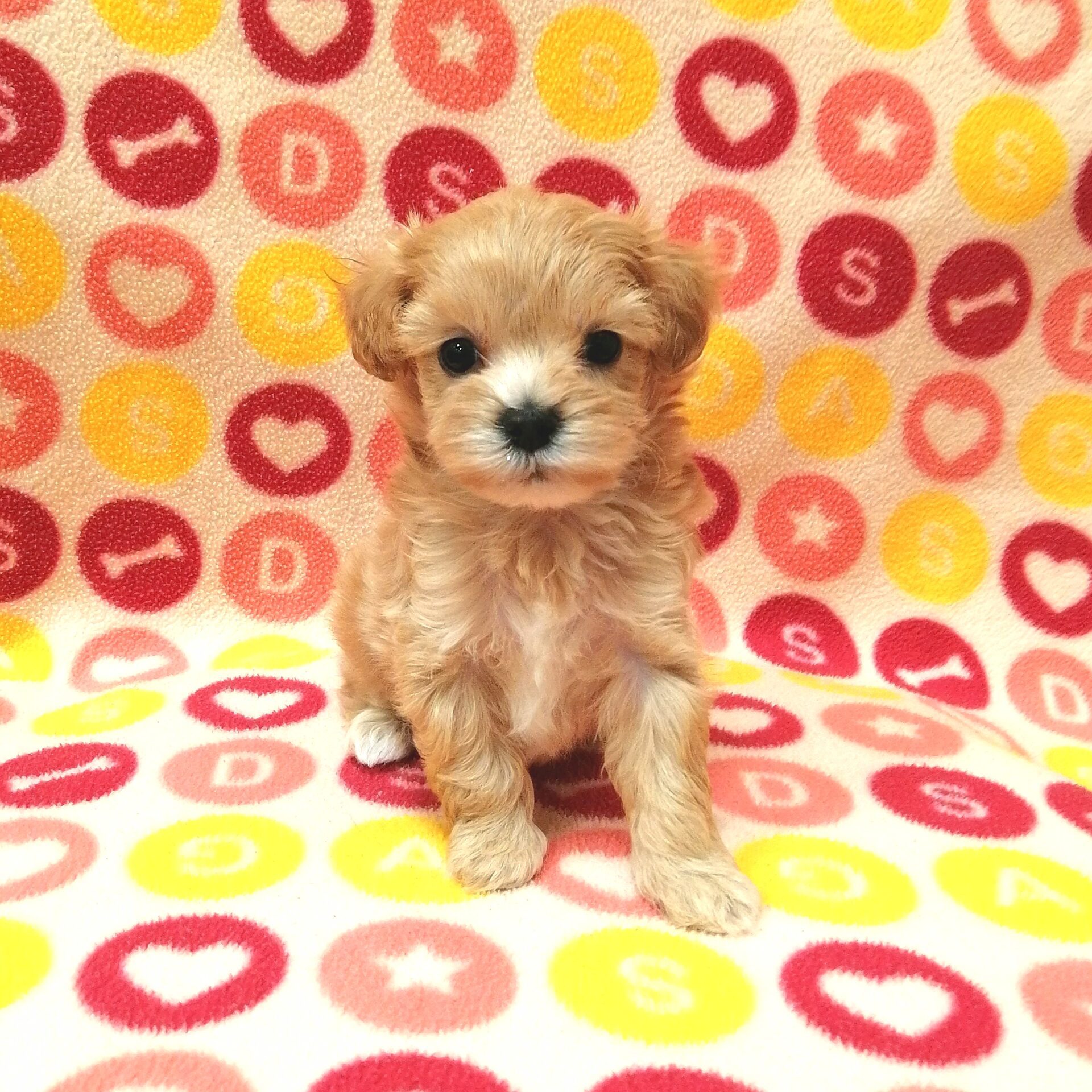 ミックス犬(マルチーズ×トイプードル) | ペットフォレスト