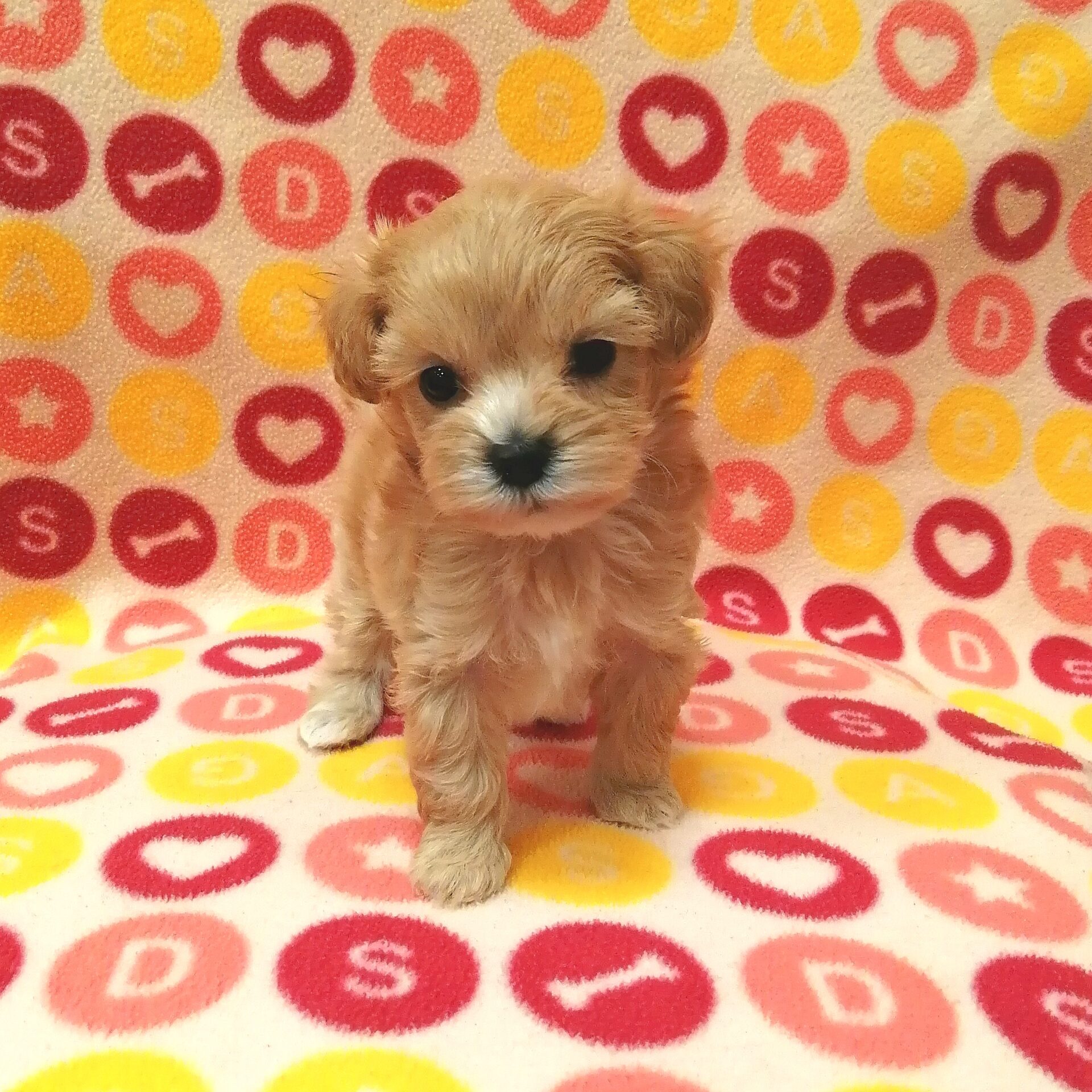 トイプードル様、専用出品 ミックス犬(マルチーズ×トイプードル) | ペットフォレスト
