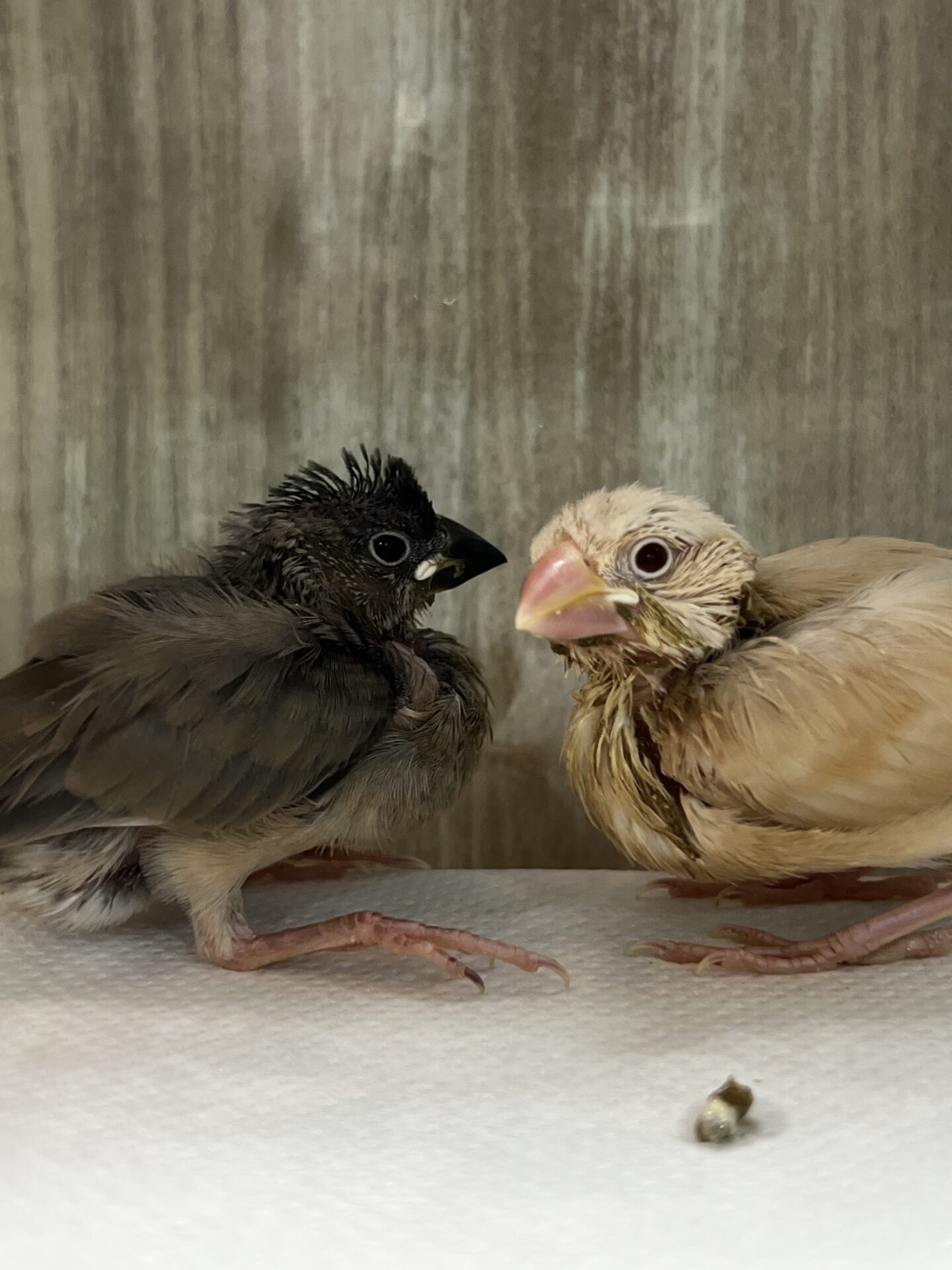桜文鳥とシナモン文鳥のヒナ🌸 | ペットフォレスト