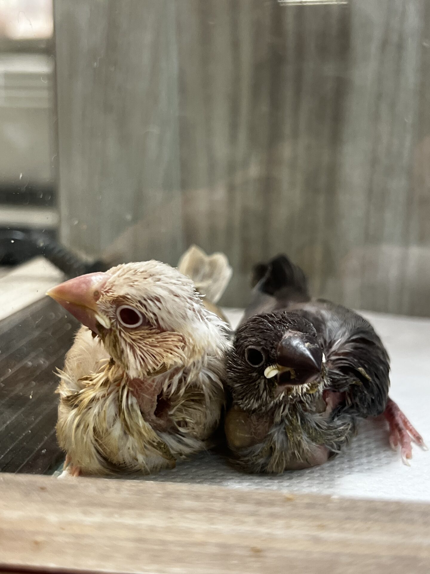 桜文鳥とシナモン文鳥のヒナ🌸 | ペットフォレスト