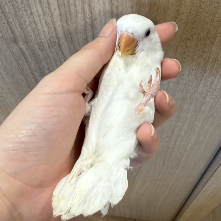コザクラインコ | ペットフォレスト